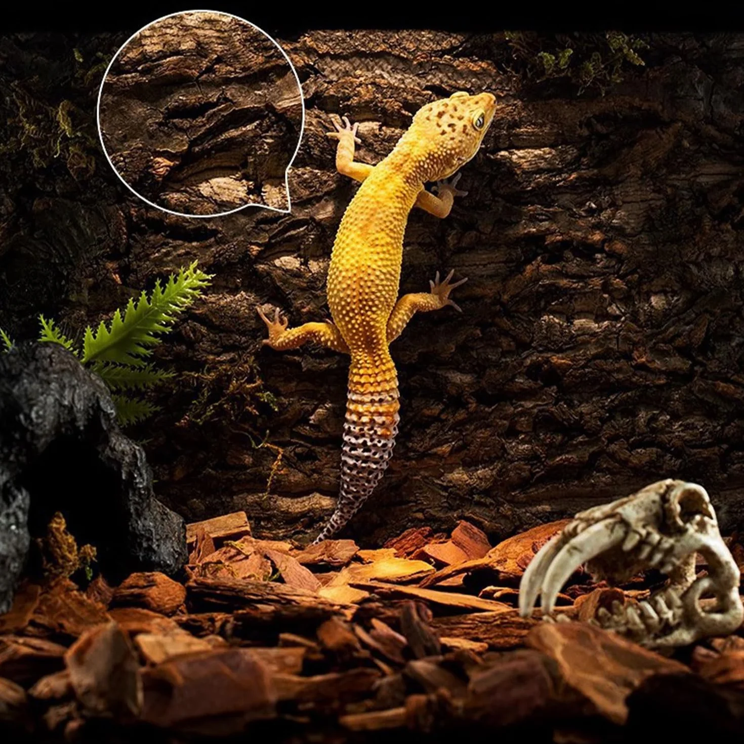 Lot de 2 Parois Arrière en Écorce de Liège pour Terrarium 15 x 20 cm Fond Naturel pour Reptiles