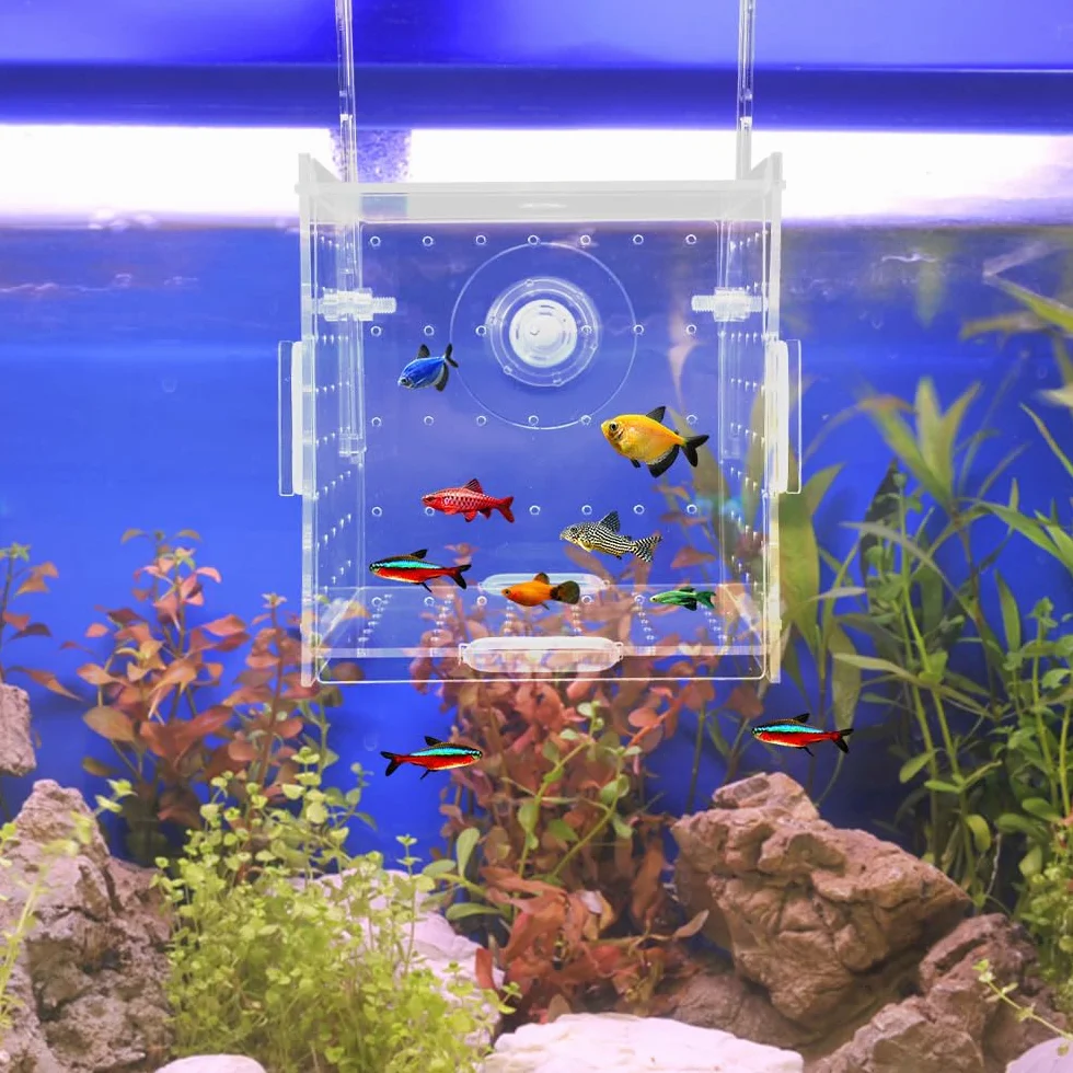 Boîte d'isolation d'aquarium en acrylique 10×10×10 cm transparente avec trous d'aération et ventouses