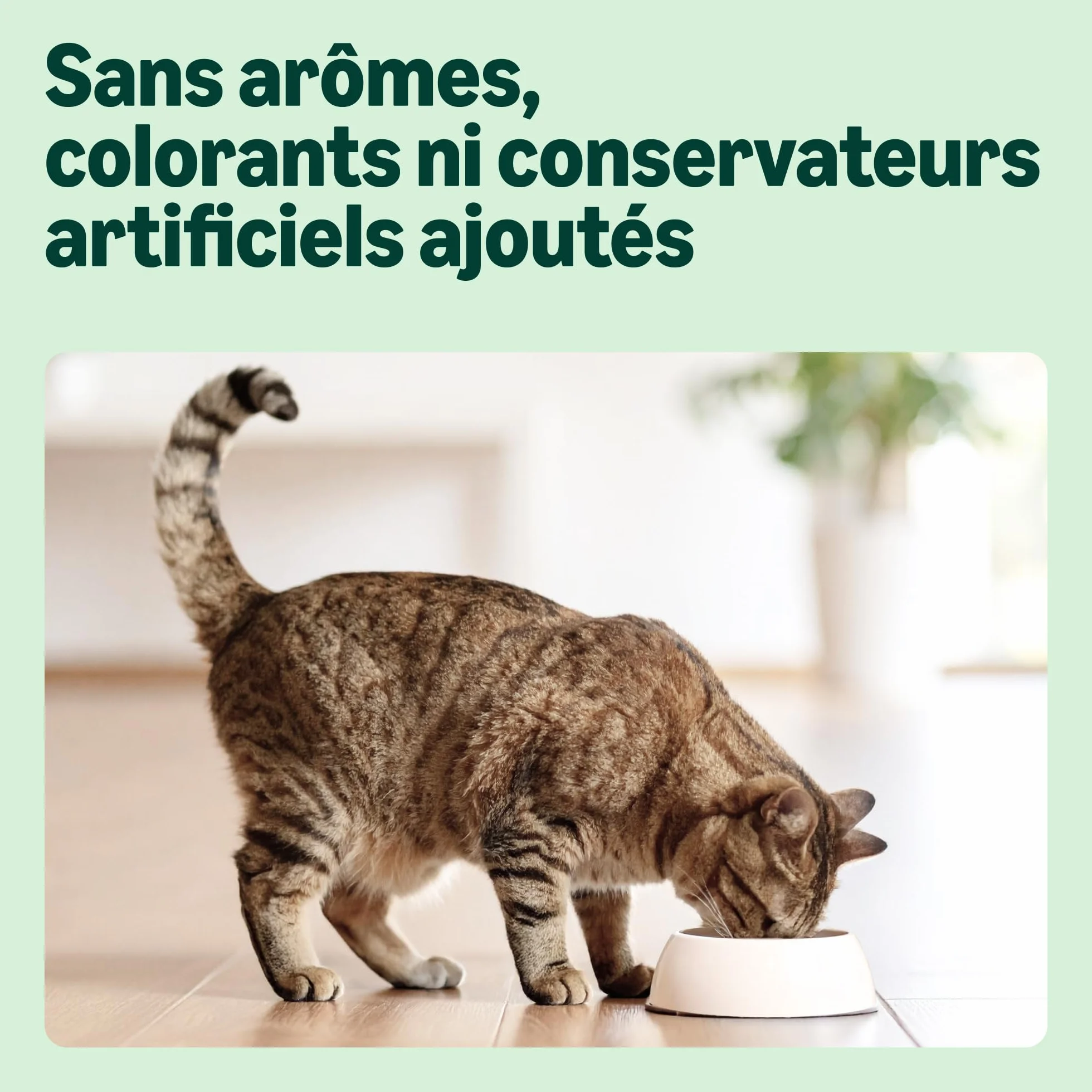 Croquettes complètes pour chats adultes au poulet, dinde et légumes, 3kg