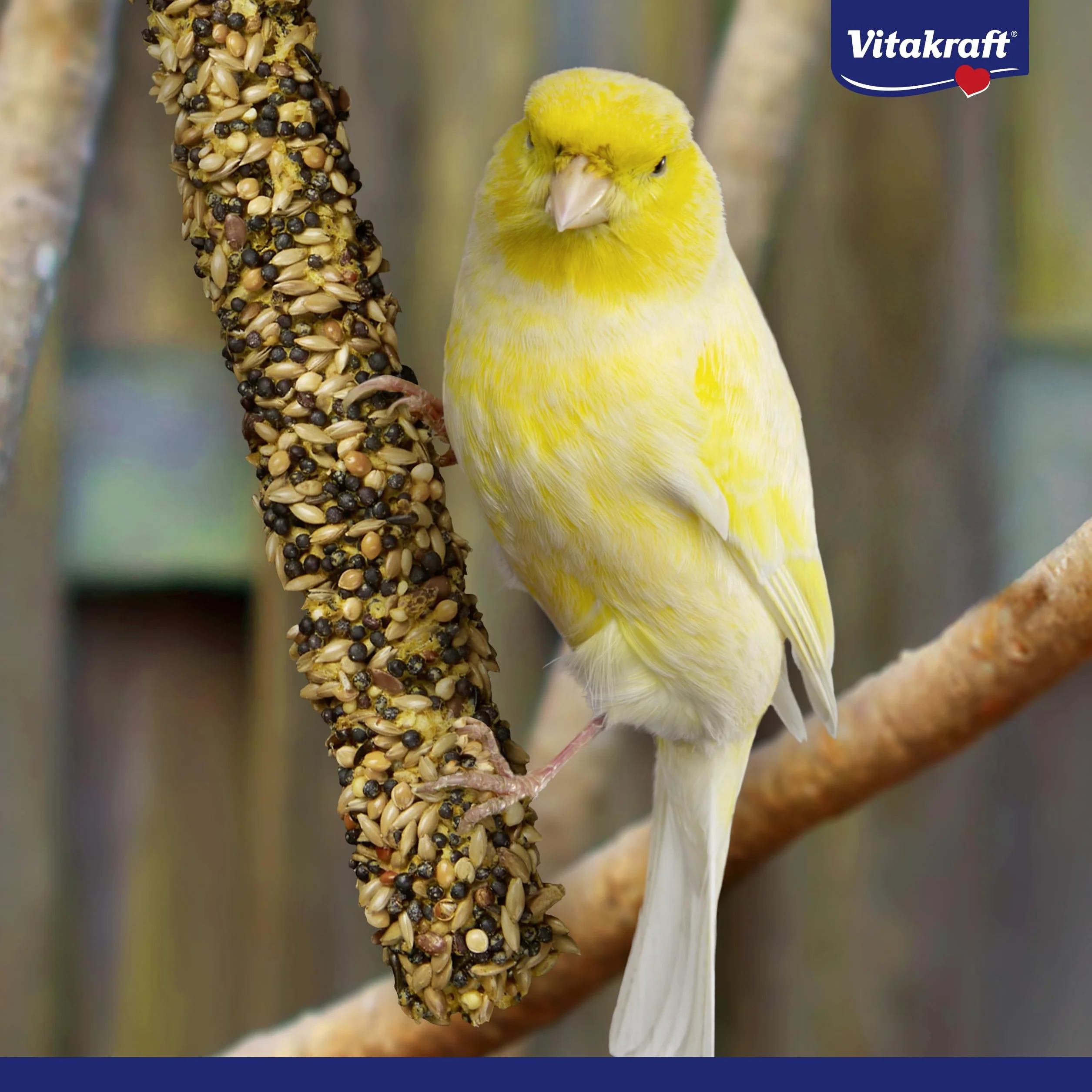 VITAKRAFT Kräcker Mix Snack pour Oiseaux Perruches Sticks Aux Herbes Paprika Kiwi Agrumes Banane Sésame sans Sucres Ajoutés 90G