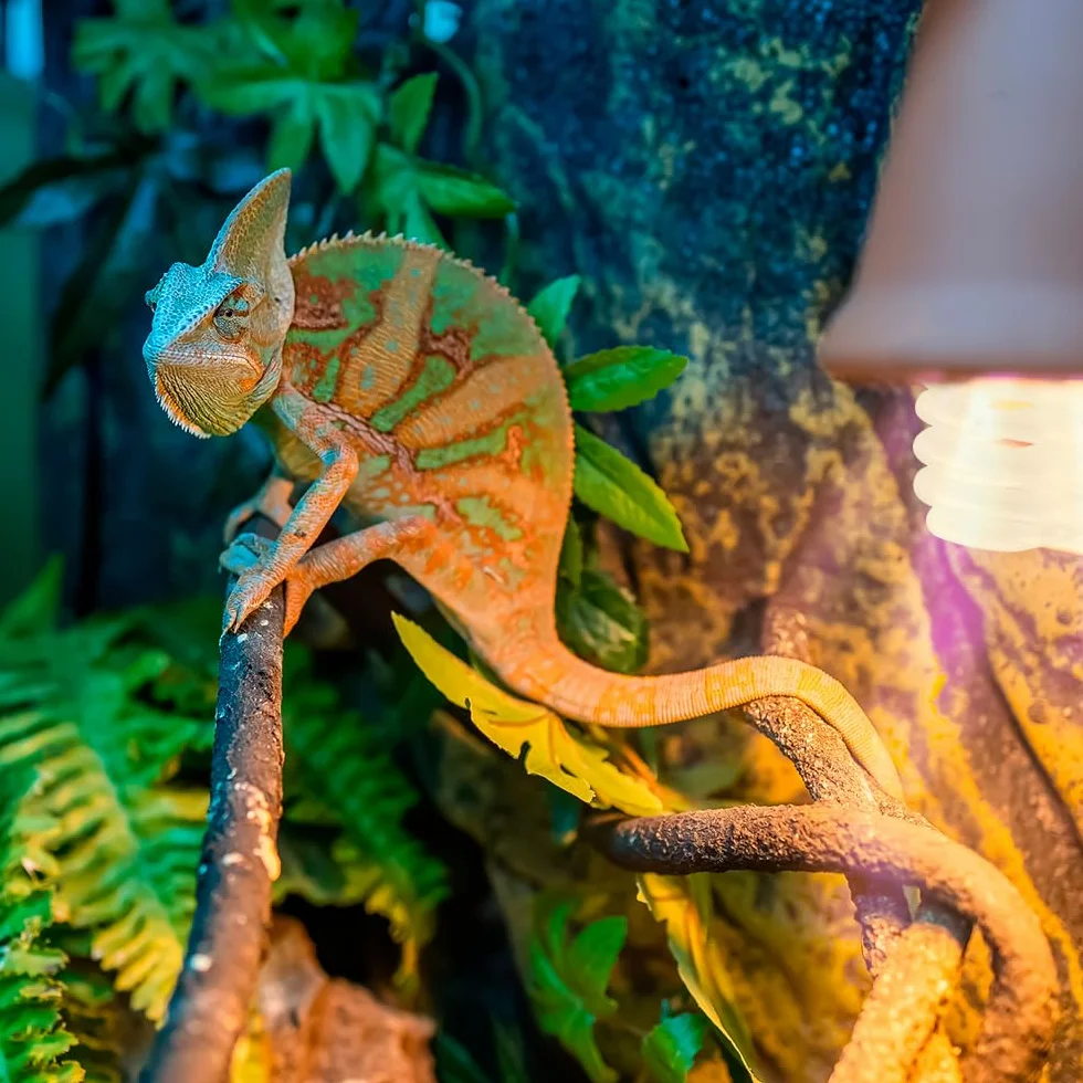 Exoterra Reptiglo Fluocompact 5.0 25 W Ampoule Reptiles Amphibiens