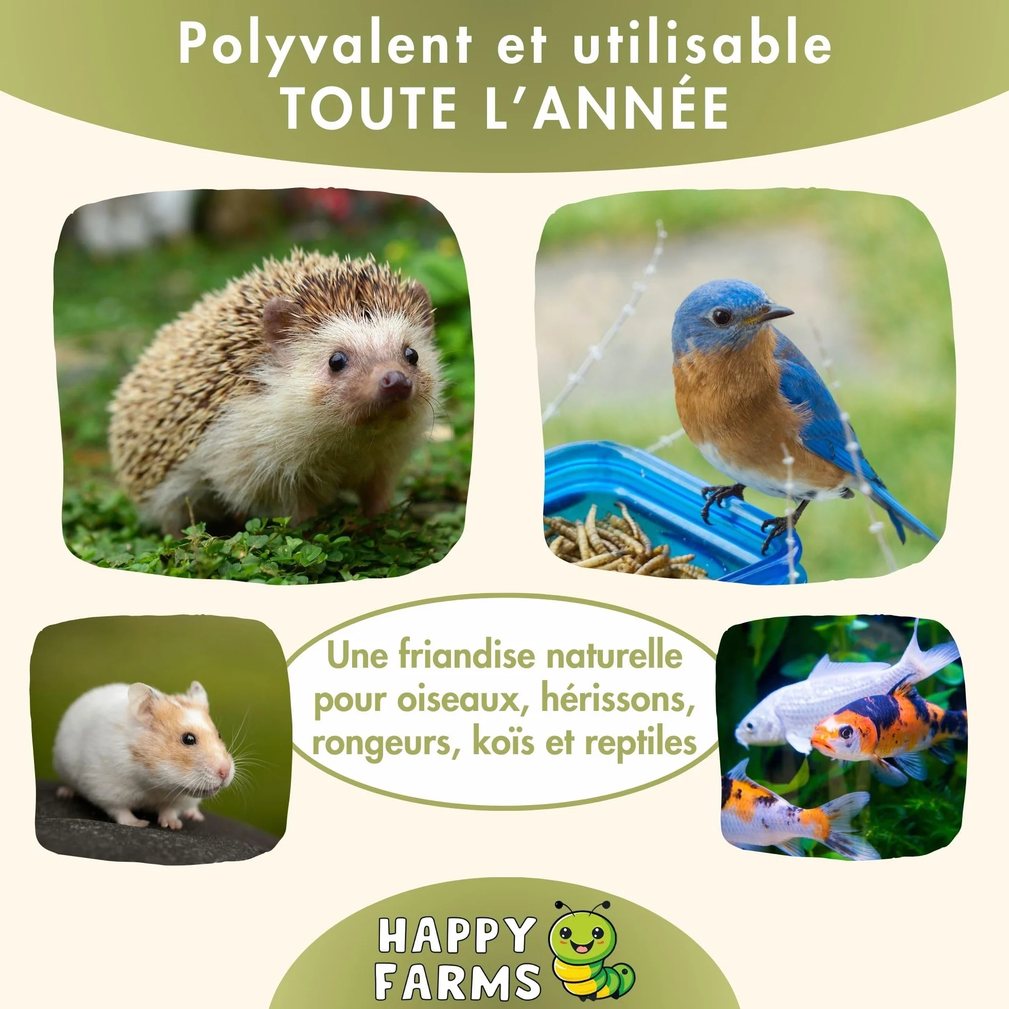 Larves de Mouches Soldats séchées 10 kg Nourriture pour Oiseaux Sauvages Poissons Hérissons