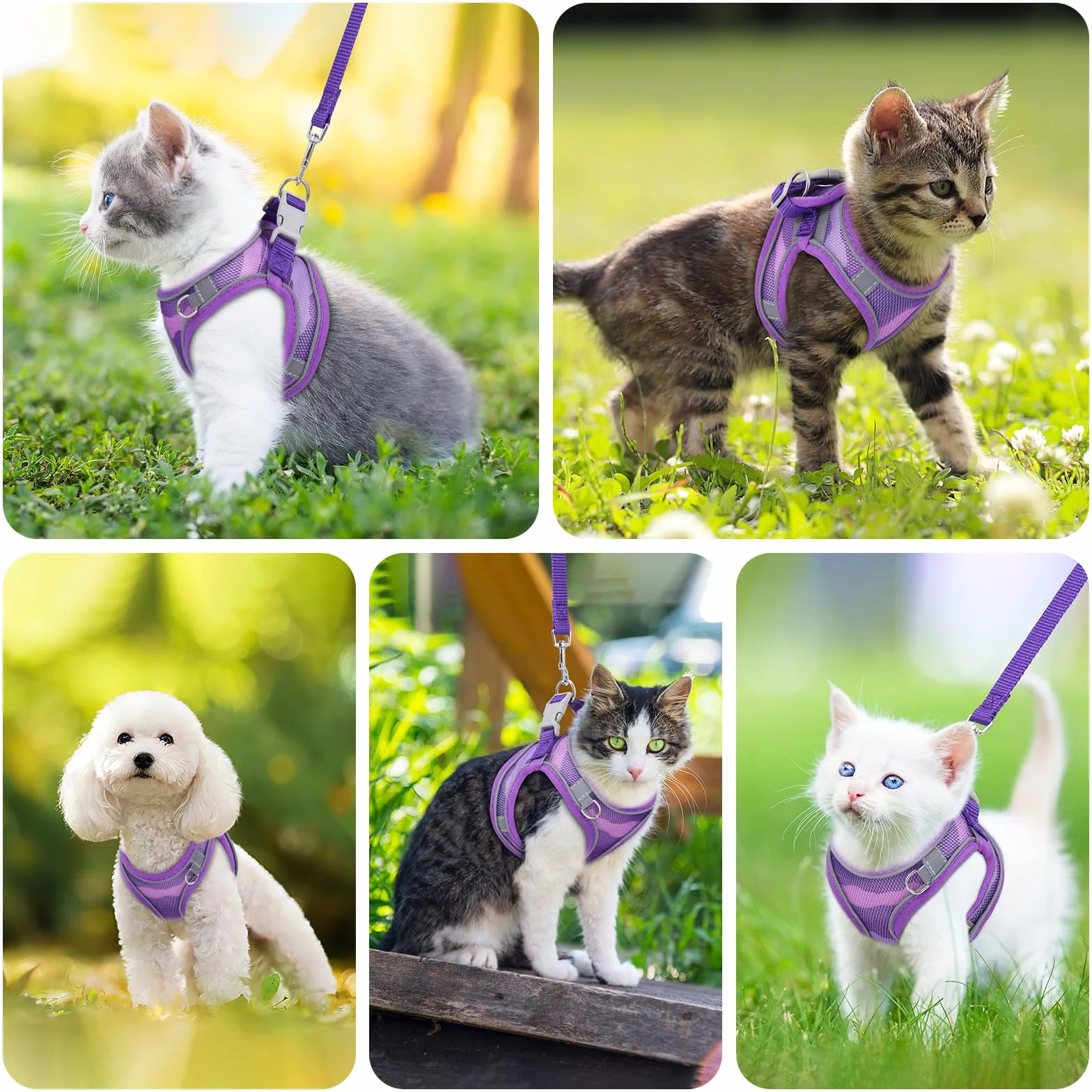 Brifit Harnais pour Chat Anti-Fugue Réglable avec Bande Réfléchissante & Maille Respirante, Pourpre, XXS