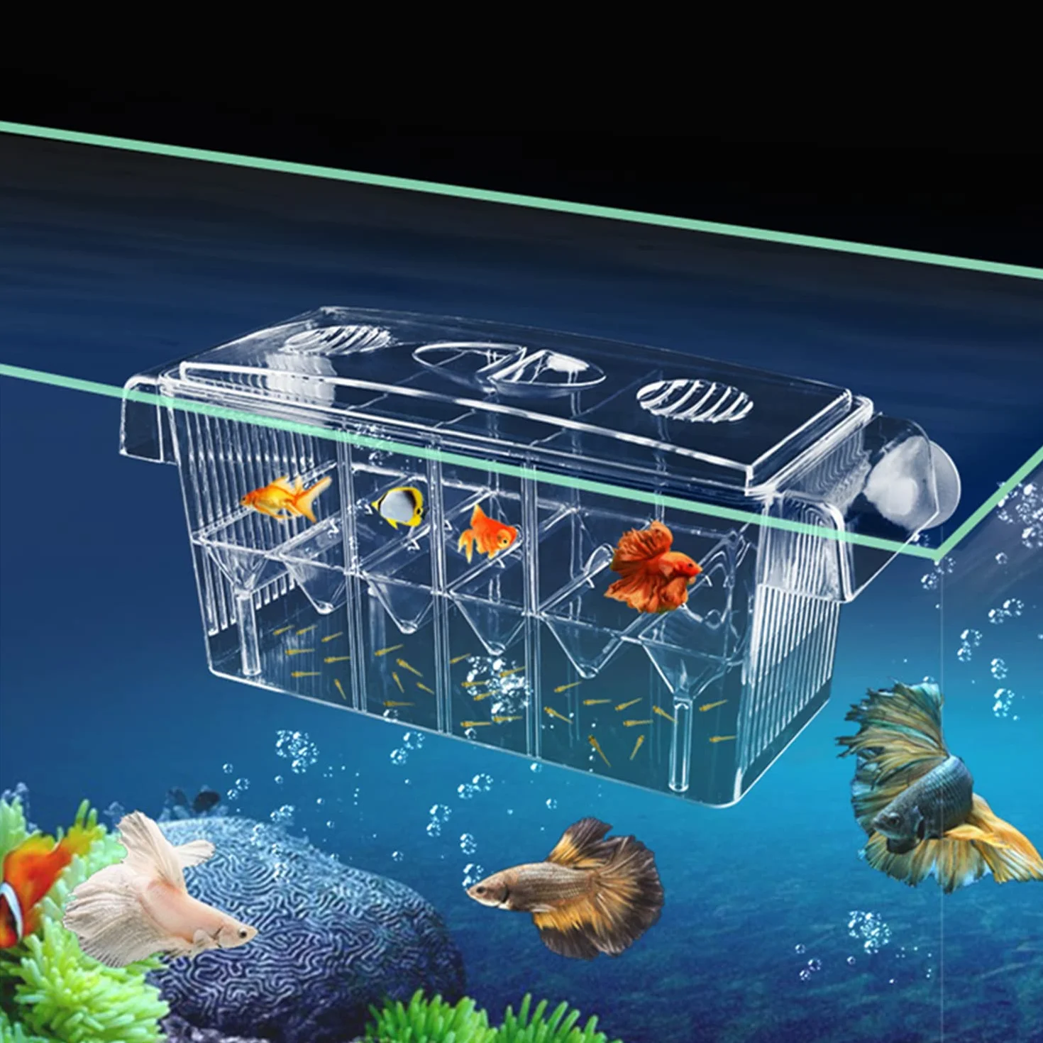 Boîte d'élevage de poissons d'aquarium acrylique ventouses écloserie isolement guppy tropicaux