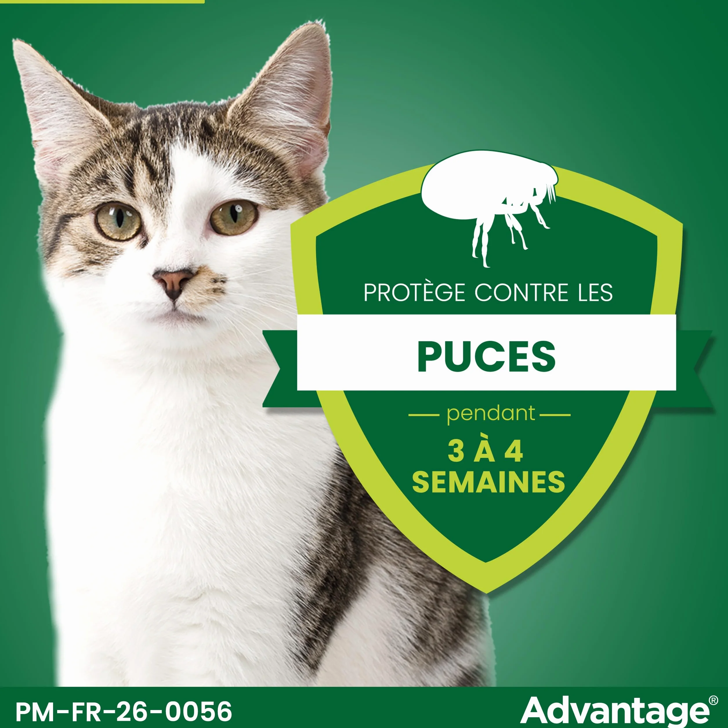 Advantage Chat & Lapin 4 kg – Pipettes anti puces chat prévention infestations – Traitement anti puces lapin protection continue 3-4 semaines – 4 x 0,8 ml