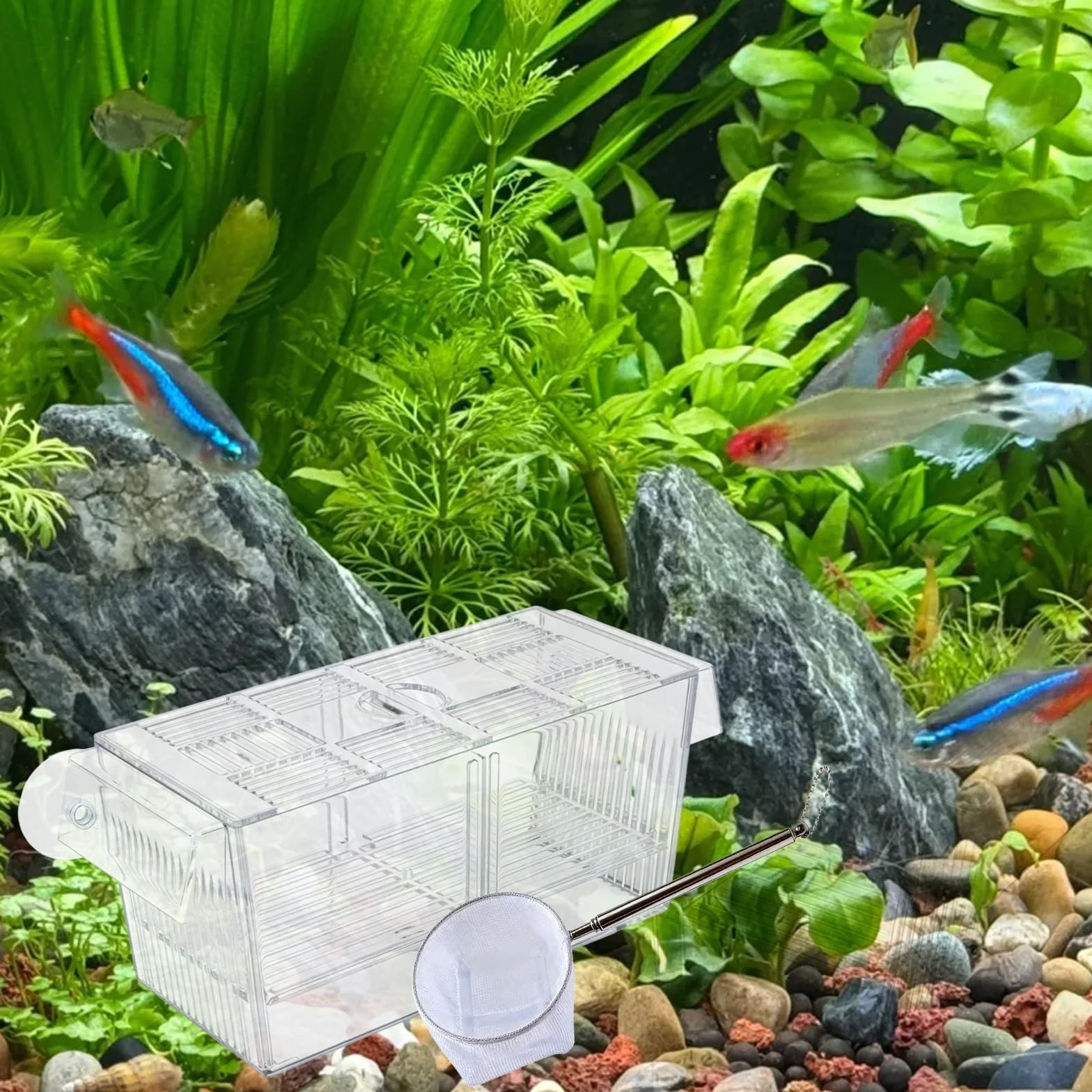 Grand bac à pondoir aquarium acrylique deux compartiments filet étanchéité crevettes betta guppy 23x9,5x9,8 cm