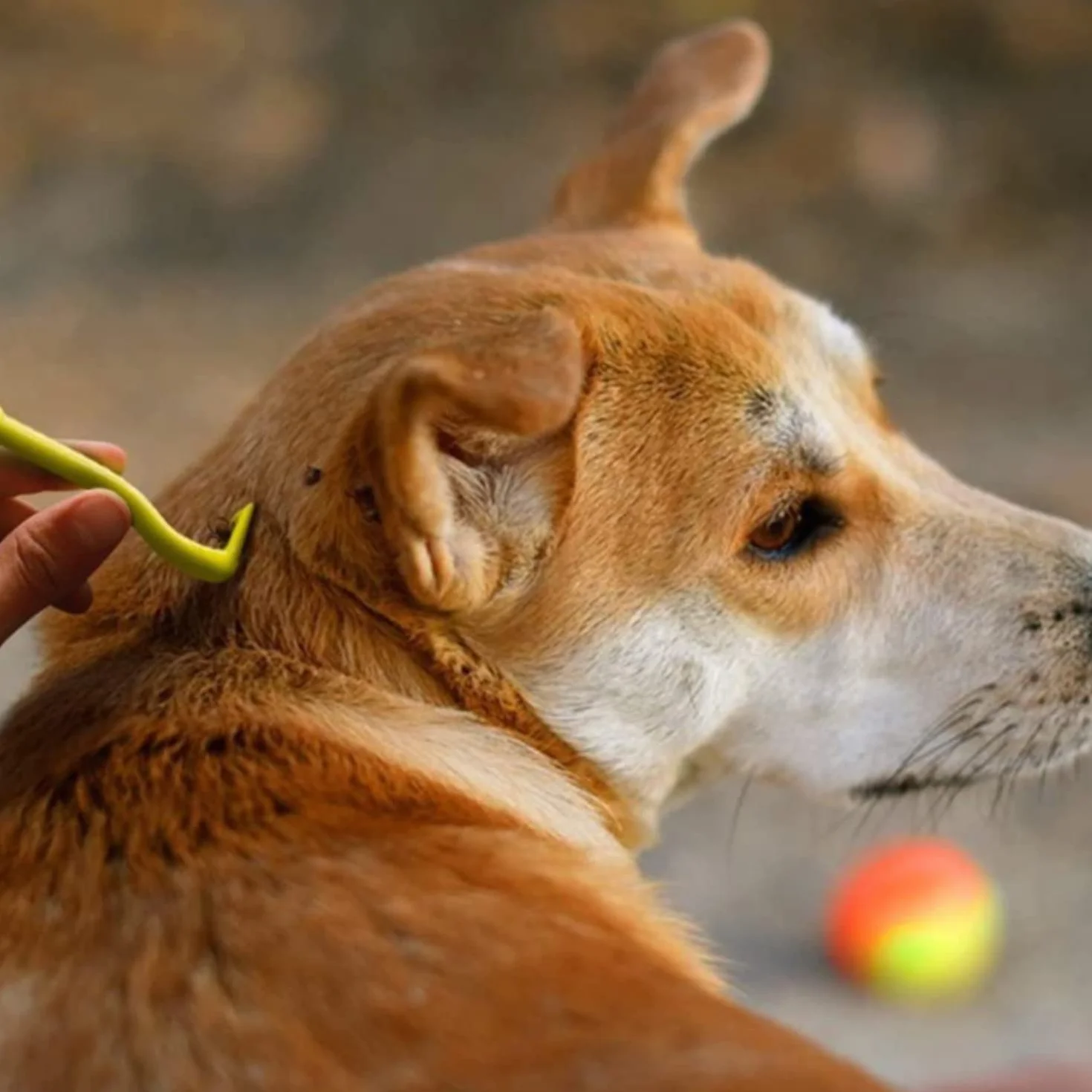 GeekerChip 3 Pièces Pince à Tiques Anti-Tique pour Chiens Chats Vert