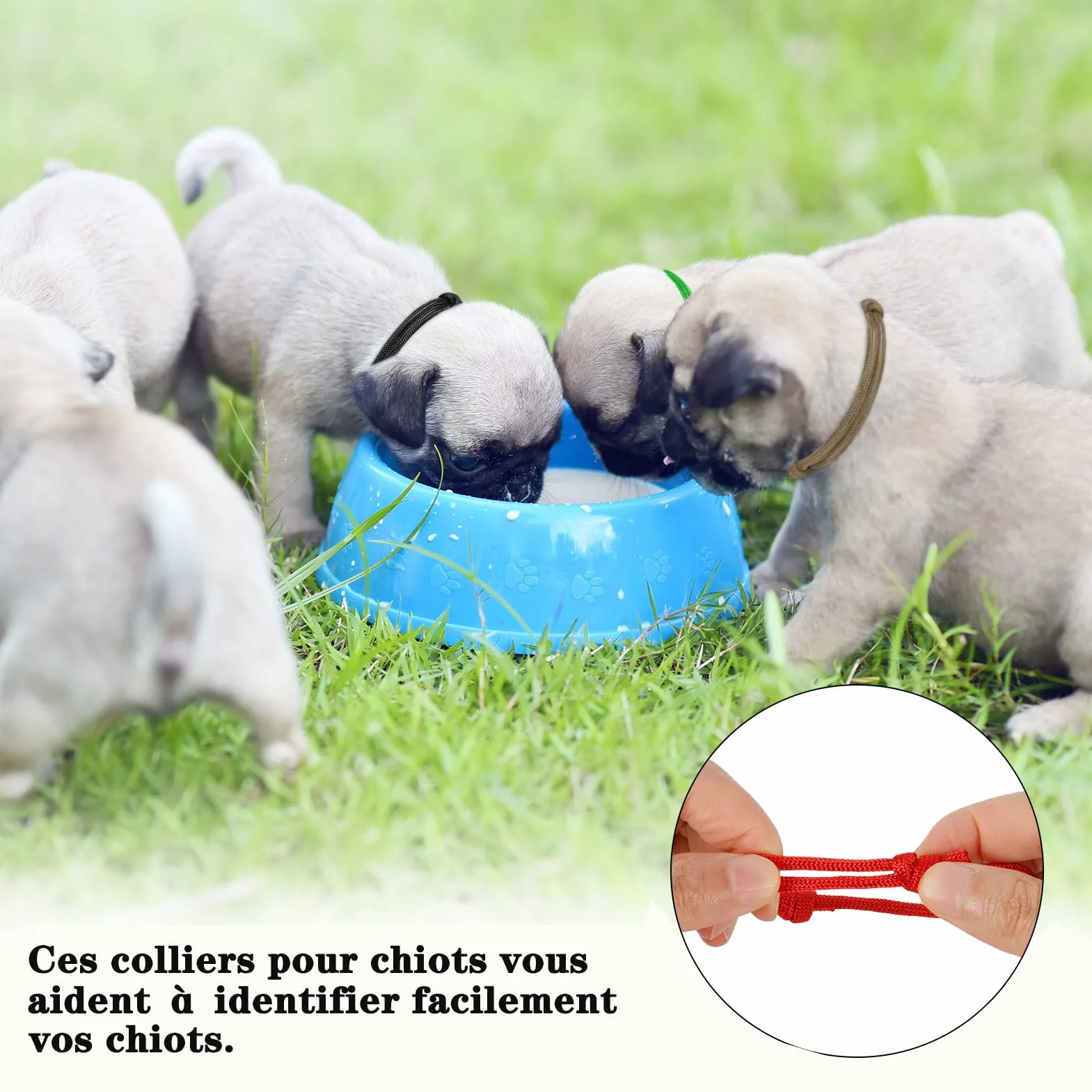 Collier Chiot Réglable Coloré 12 Pièces pour Chaton et Animaux de Compagnie