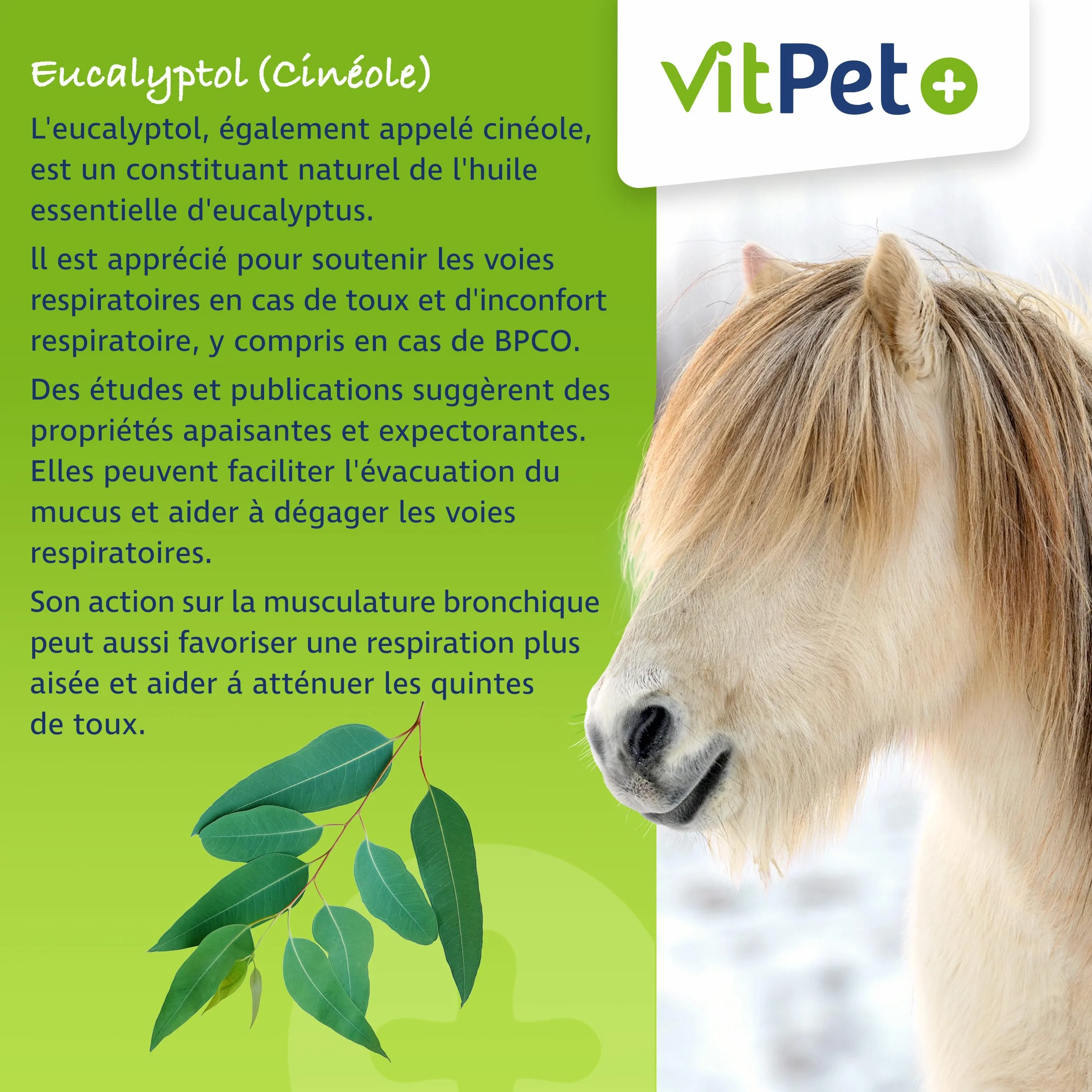 PneumoVit Cheval contre la toux 1,2 kg Eucalyptol Naturel Soutien respiratoire immunitaire Expectorant apaisant