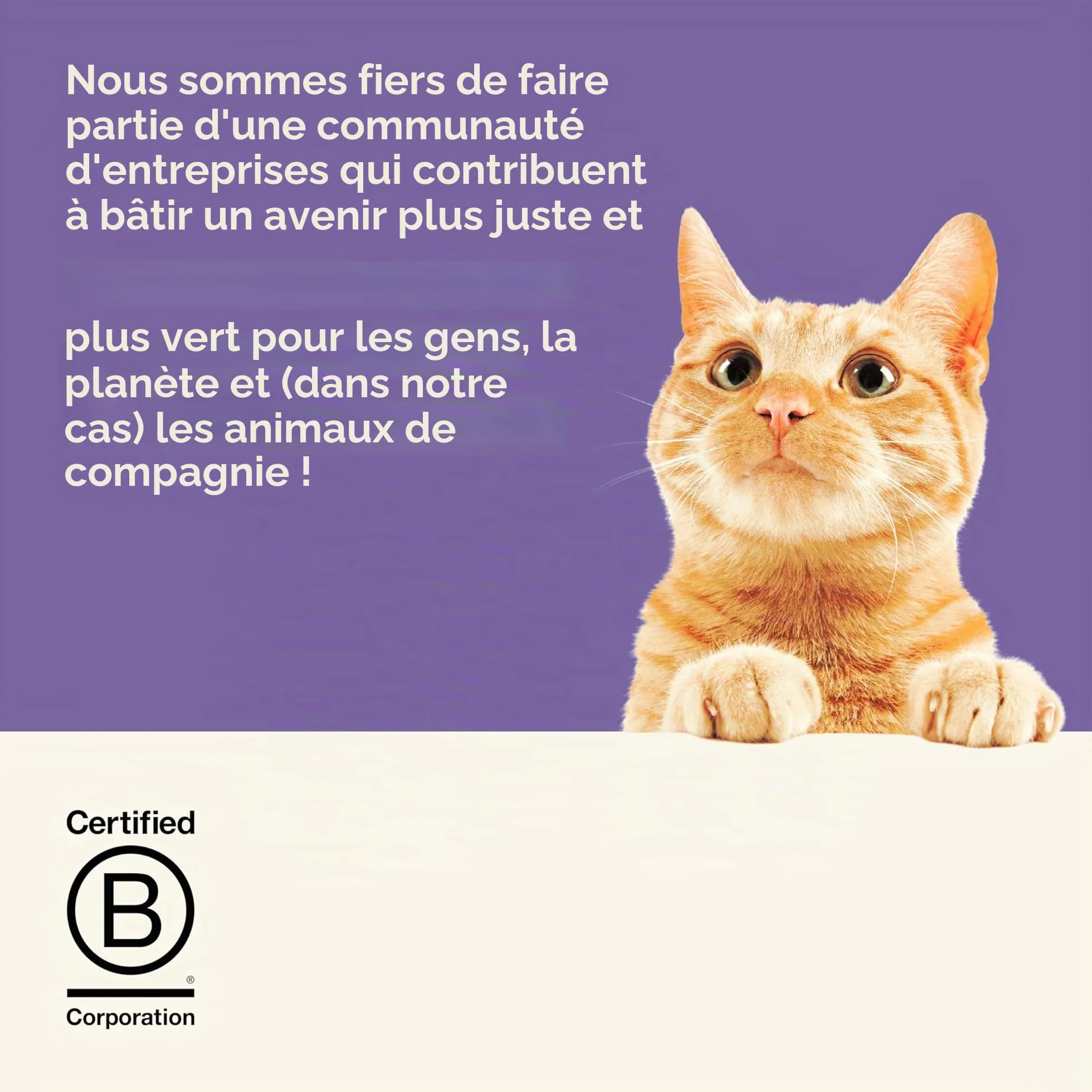 Applaws Nourriture humide naturelle en bouillon pour chats adultes thon poulet poisson de l'océan 12 boîtes 70 g