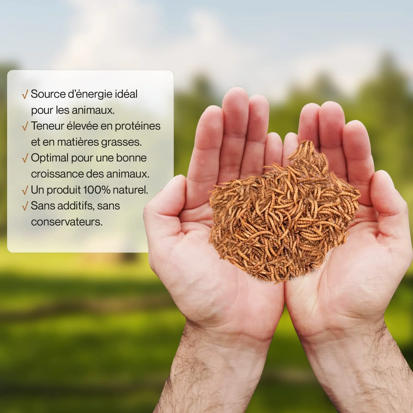 Detox Organica vers de Farine Séchés 1.2 kg 1200 g Friandise Oiseaux Hérissons Tortues Reptiles Poissons Rongeur Animaux Sauvages