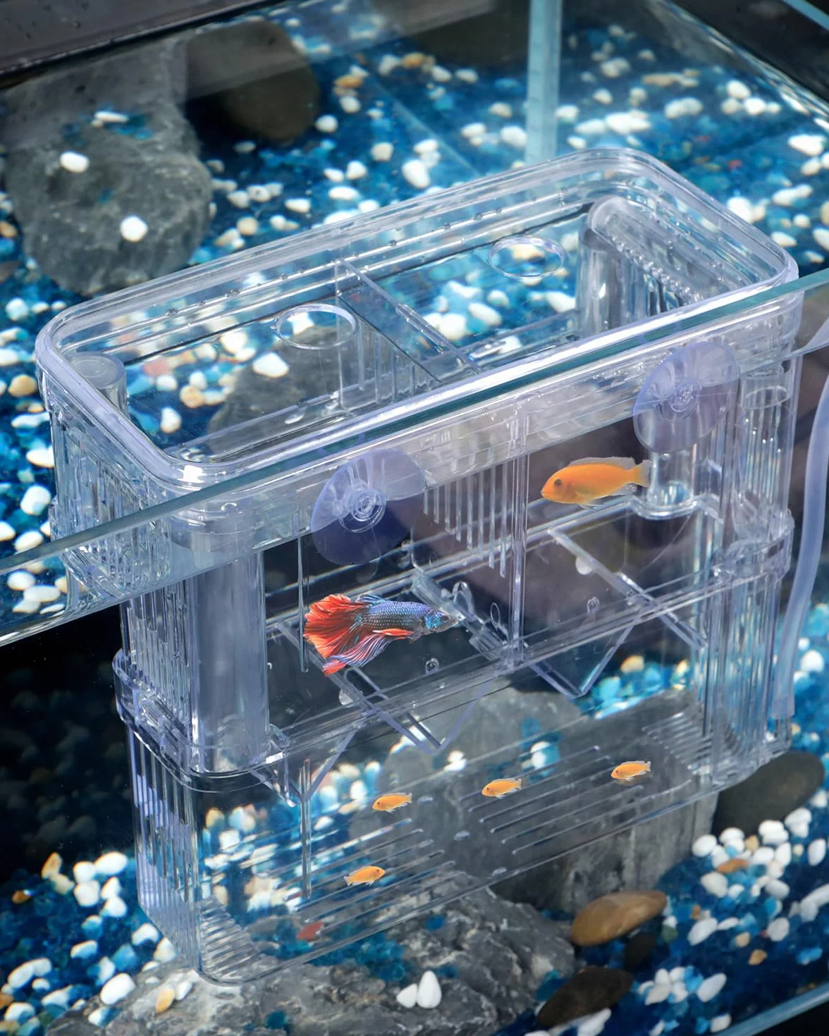 Pawfly Boîte d'élevage d'aquarium en plastique transparent - Incubateur pour crevettes - Grande boîte d'isolation pour poissons