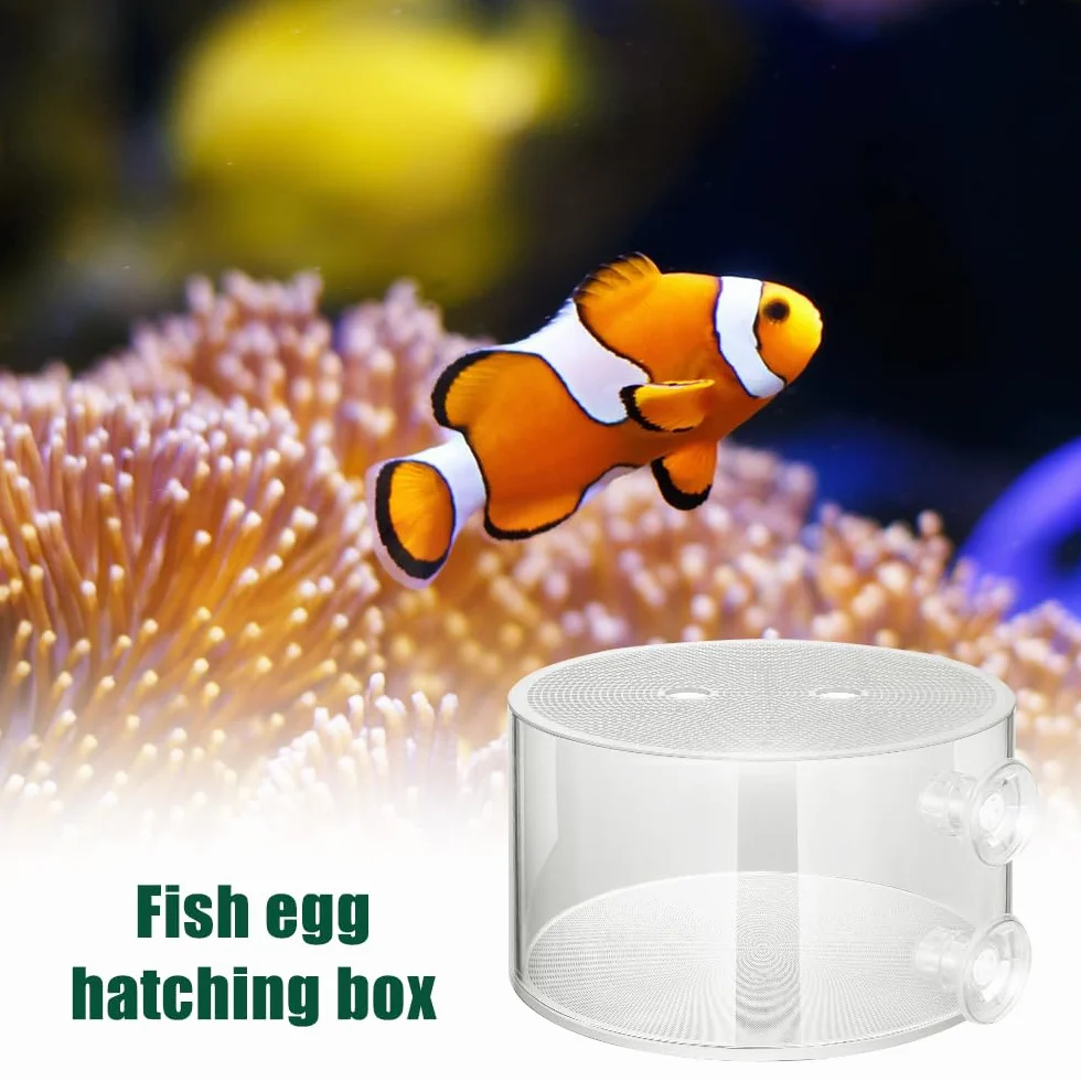 Boîte d'Élevage et d'Isolation en Acrylique pour Poissons - Réservoir avec Ventouses pour Aquarium