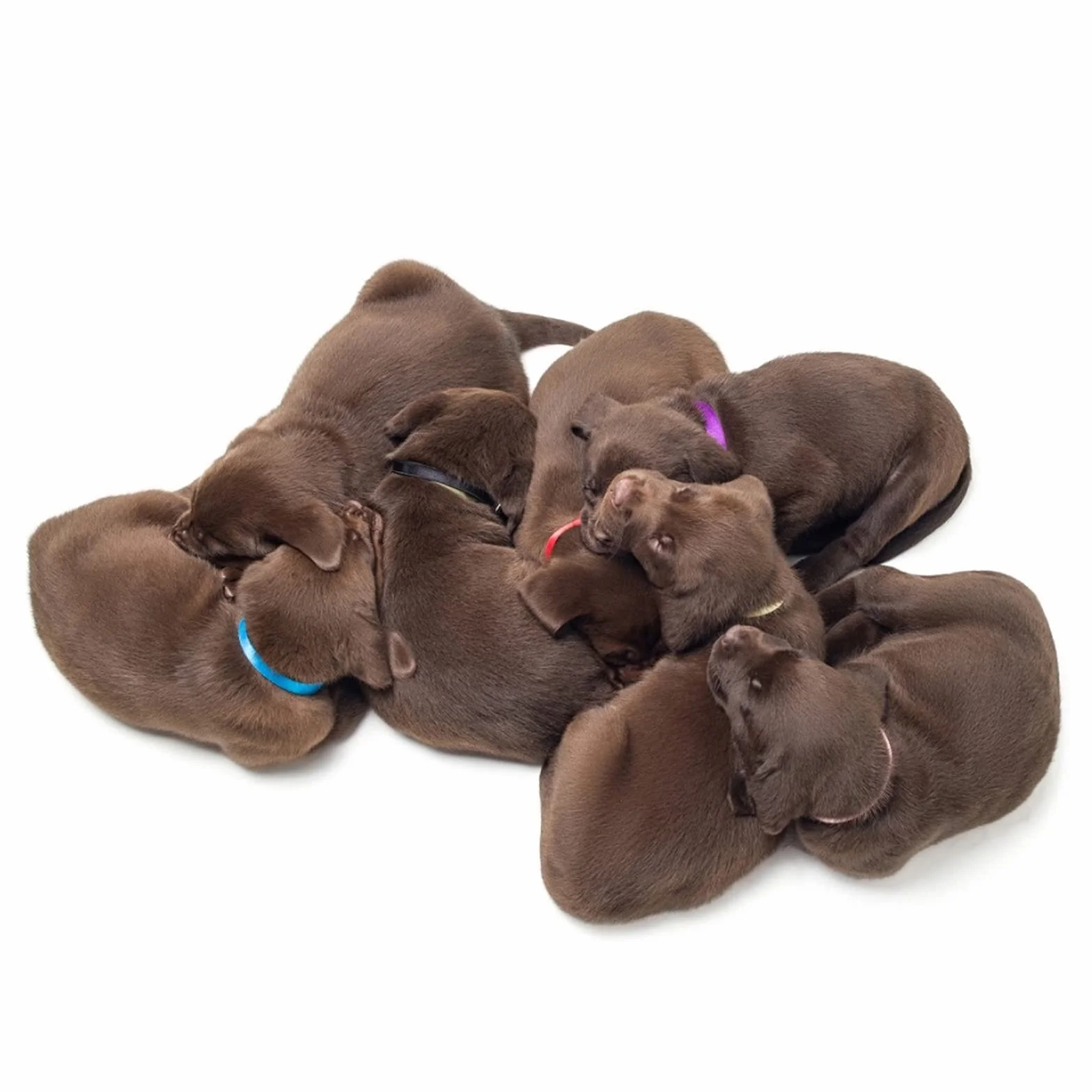 Molain Lot de 12 Colliers de Mise Bas pour Chiot, Collier Chaton Couleurs Assorties pour Petits Chiots Colliers d'identification réglables 30 cm