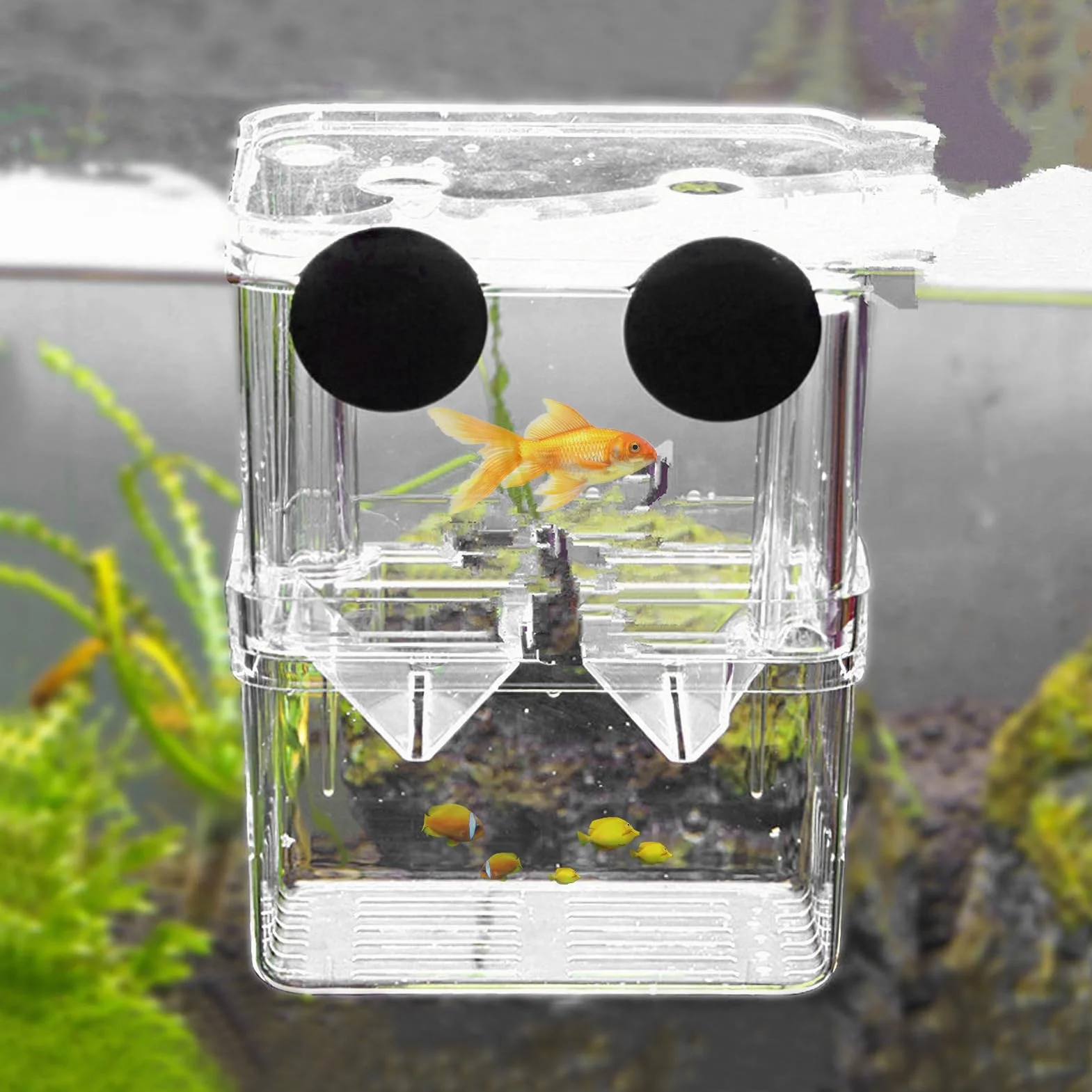 Boîte d'élevage aquarium crevettes ventouses 100 x 70 x 130 mm