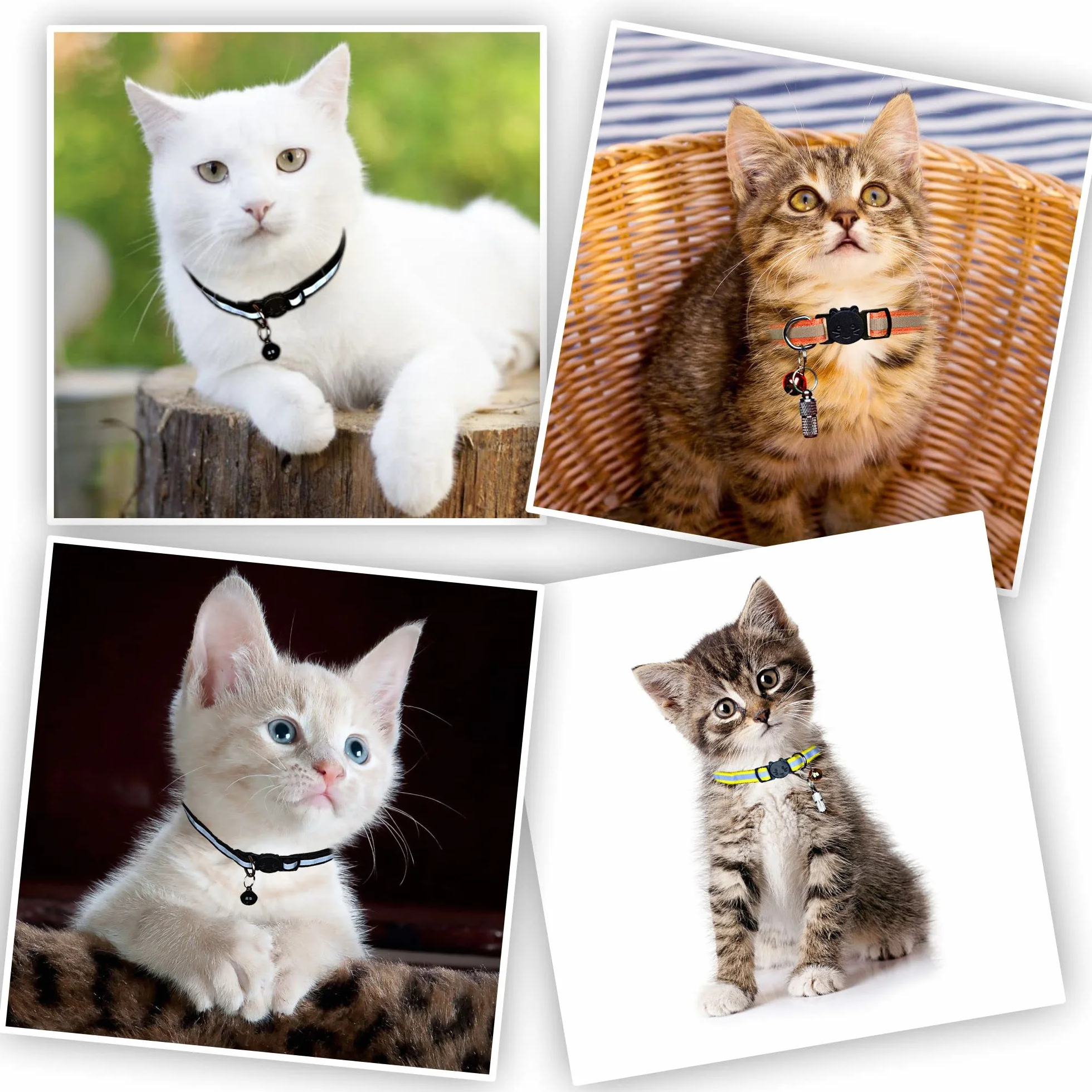 Collier Chat Réfléchissant Nylon avec Boucle Sécurité Anti-Étranglement et ID Tag