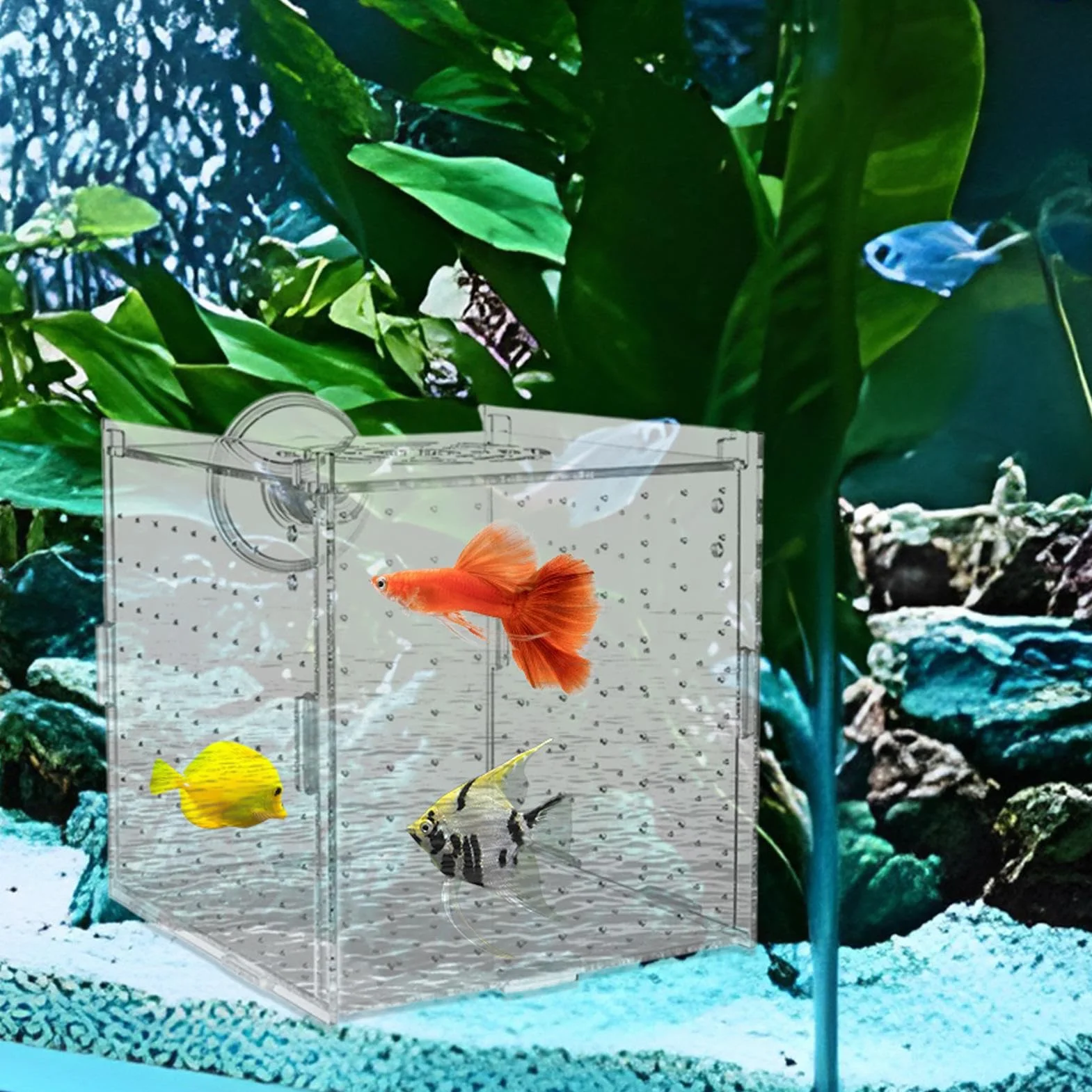 Bac de Reproduction pour Aquarium - Boîte de Reproduction pour Poissons avec Ventouses, Conteneur d'Élevage pour Œufs Nauplies Guppys Poissons Anges