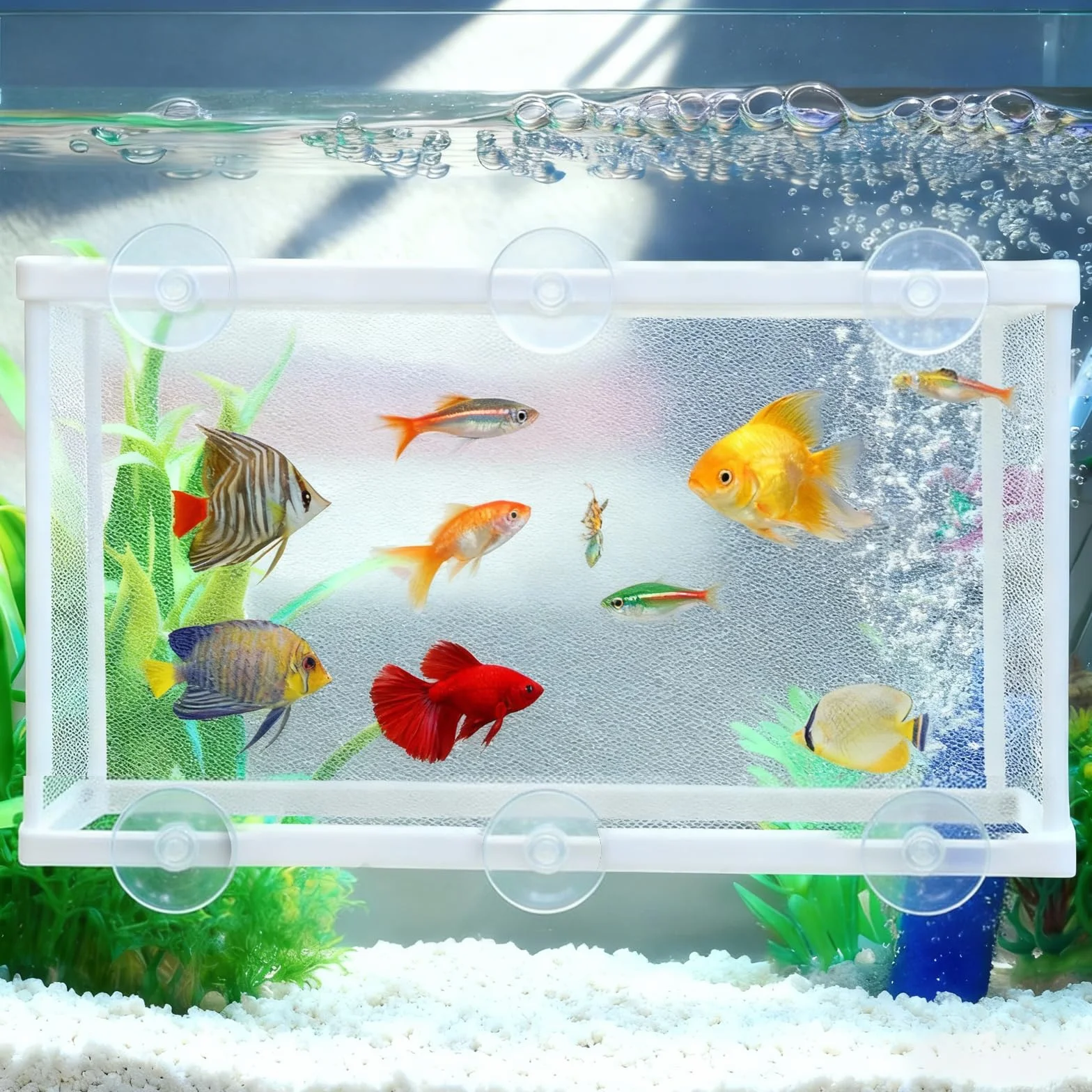 Filet D'élevage Aquarium 26×15×15 CM Poisson Filet de Séparation Pondoir avec 6 Ventouses