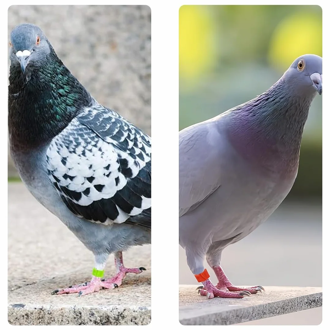 Bagues d'identification pour oiseaux 8mm JEYORZY 100 pièces pour calopsittes pigeons