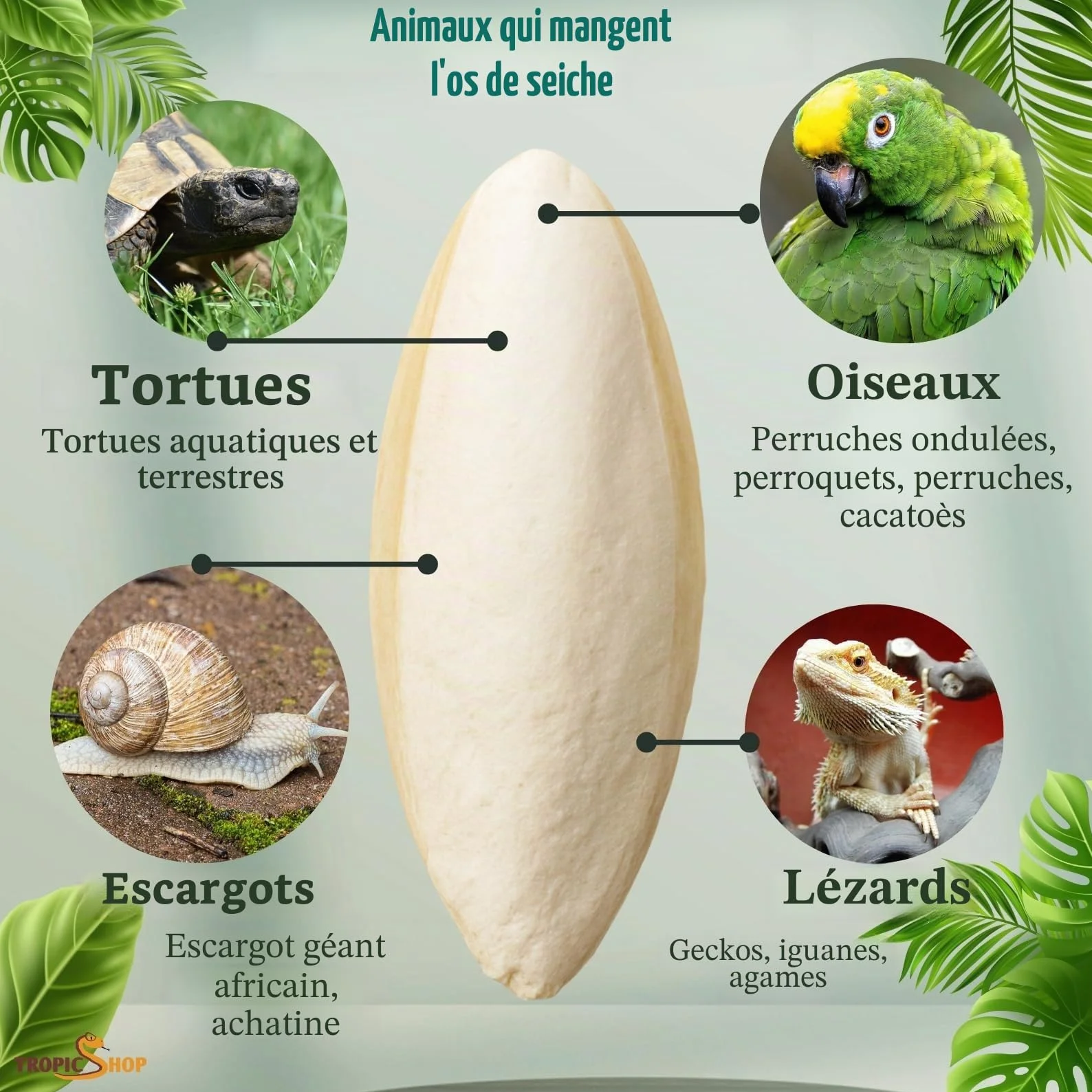 Sépia Rigide la Source Calcium Naturelle 6 – Lot de 10 pour Tortues, pogonas, Oiseaux