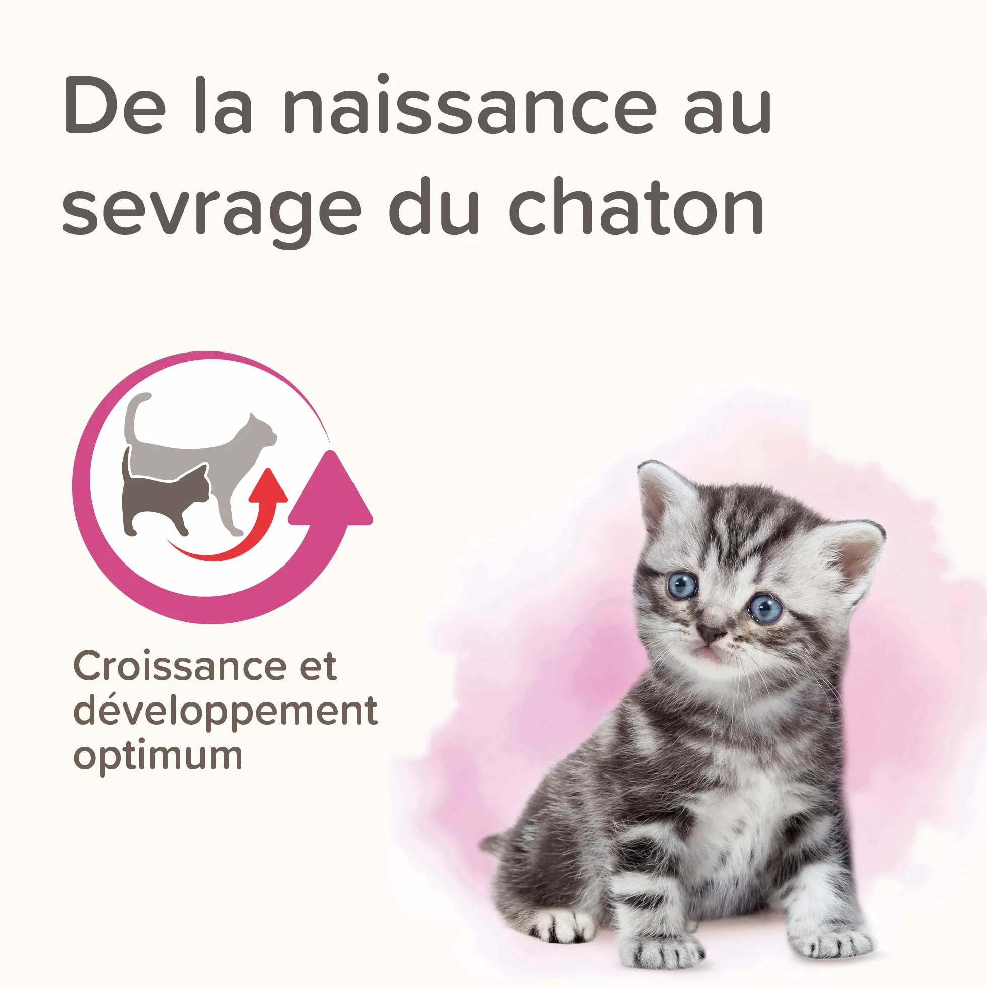BEAPHAR LACTOL Lait maternisé pour Chaton en Poudre 250 g