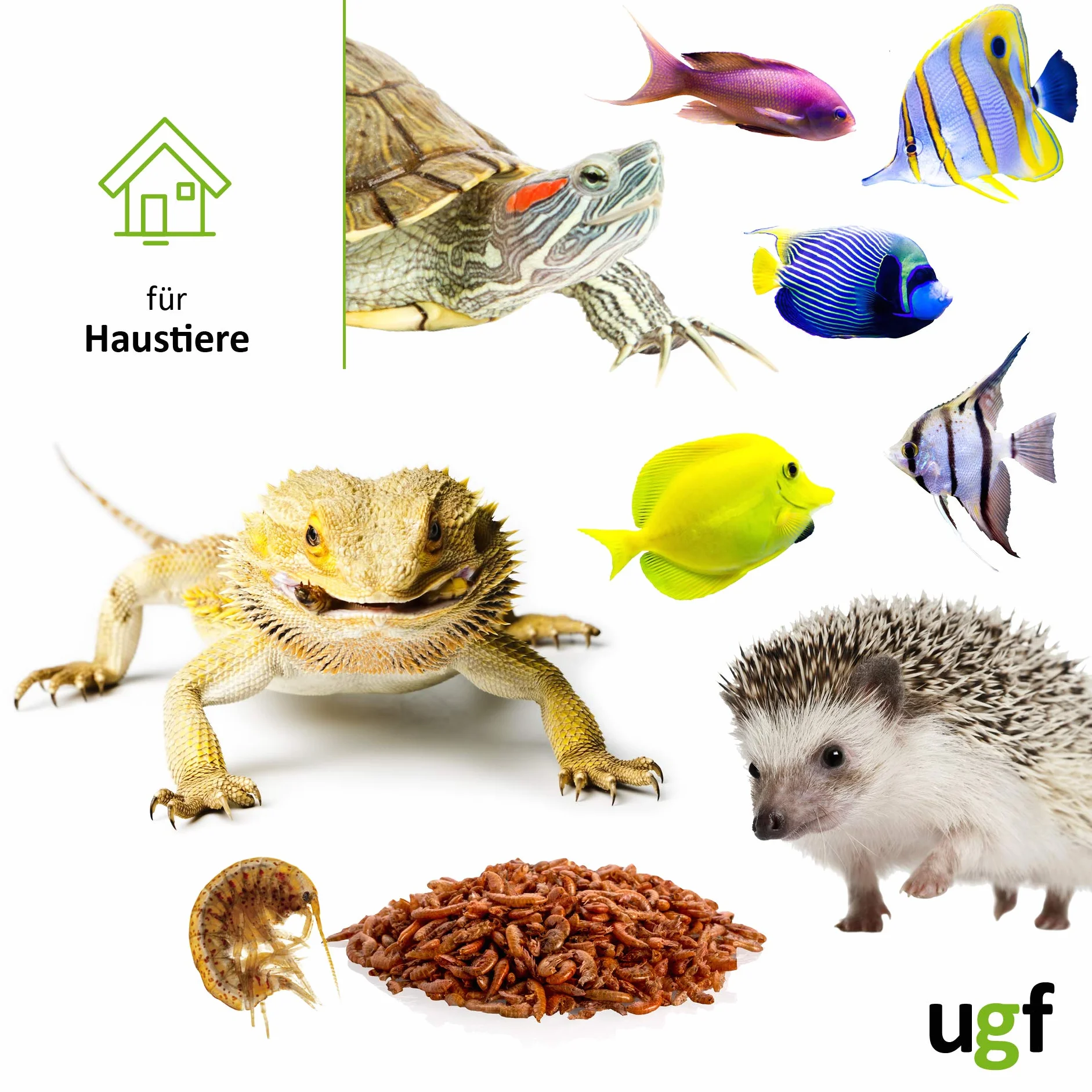 Gammarus Crevettes d'Eau Douce séchées 318 g Nourriture pour Tortues Poissons d'Aquarium