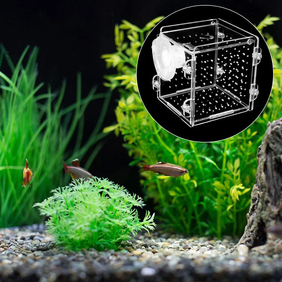 Boîte d'élevage de Poissons en Acrylique Transparent avec Ventouse pour Aquarium
