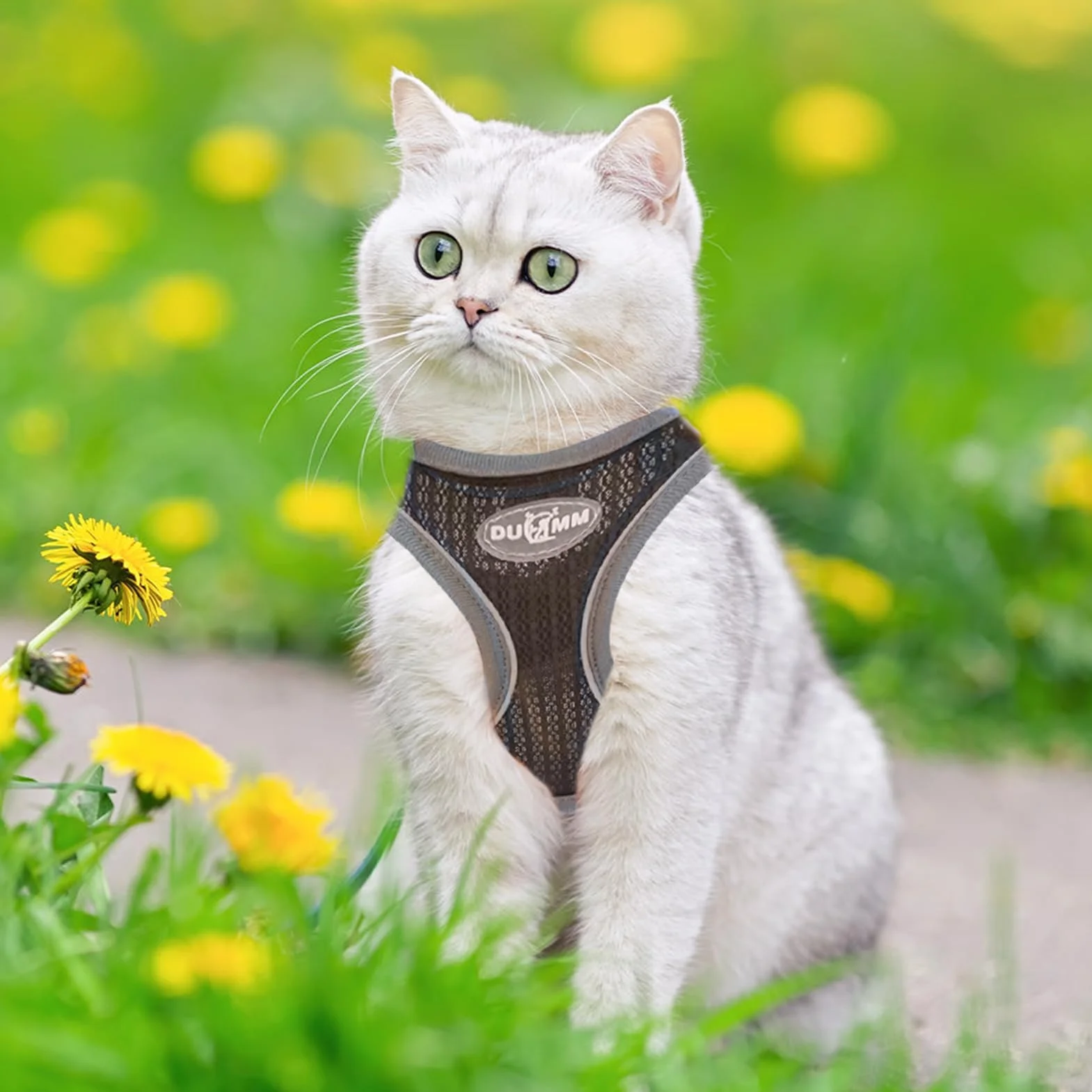 Harnais pour Chat Anti-éclatement Réglable avec Laisse, Doublure Lombaire Douce, Maille Respirante, Bandes Réfléchissantes (Noir XXS)