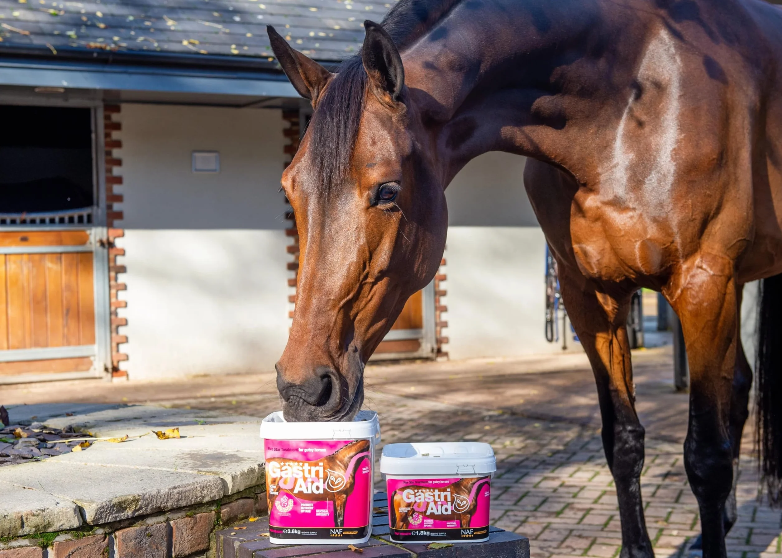 NAF Five Star GastriAid Complément alimentaire avancé pour la santé intestinale chevaux