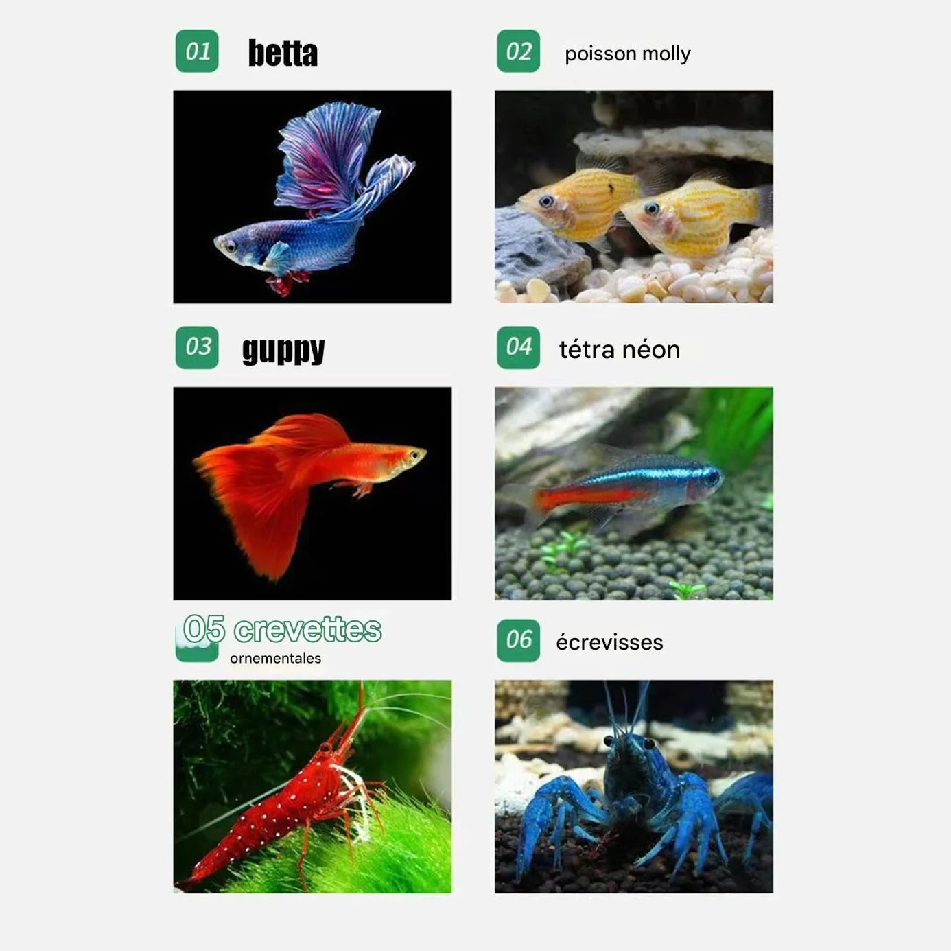 Bac de Reproduction pour Aquarium - Boîte de Reproduction pour Poissons avec Ventouses, Conteneur d'Élevage pour Œufs Nauplies Guppys Poissons Anges