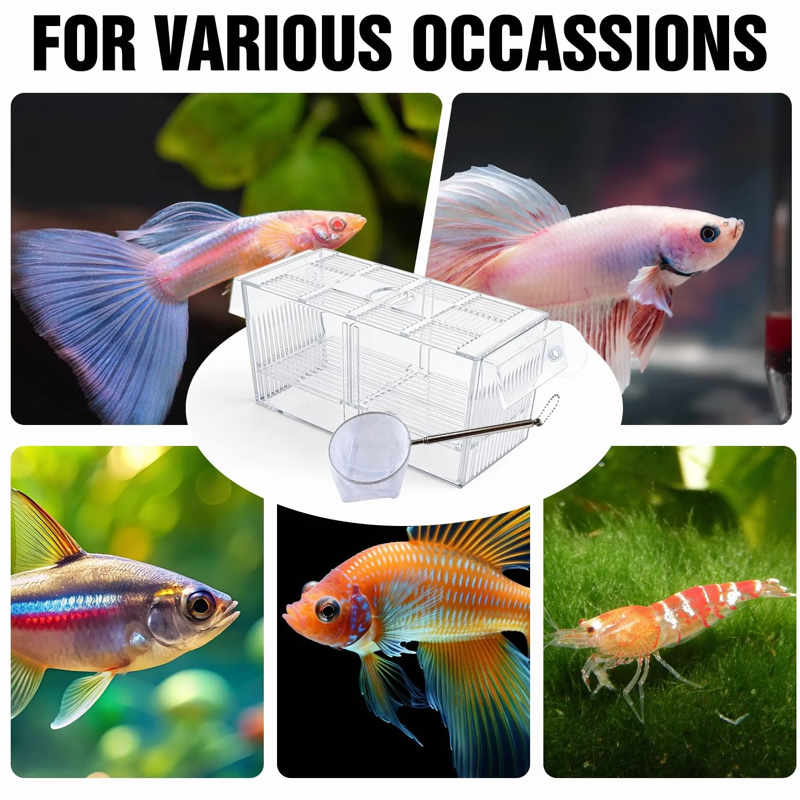 Grand bac à pondoir aquarium acrylique deux compartiments filet étanchéité crevettes betta guppy 23x9,5x9,8 cm