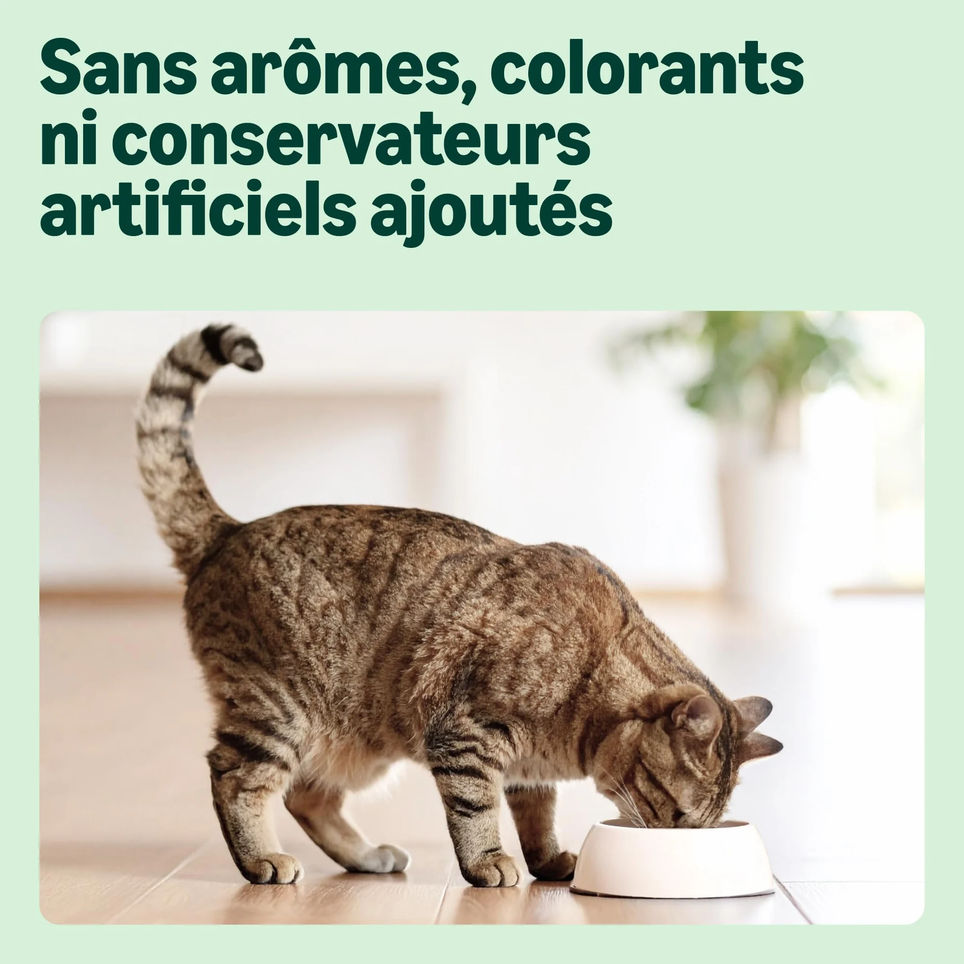 Amazon Croquettes complètes pour chats adultes au poulet dinde et légumes 10kg