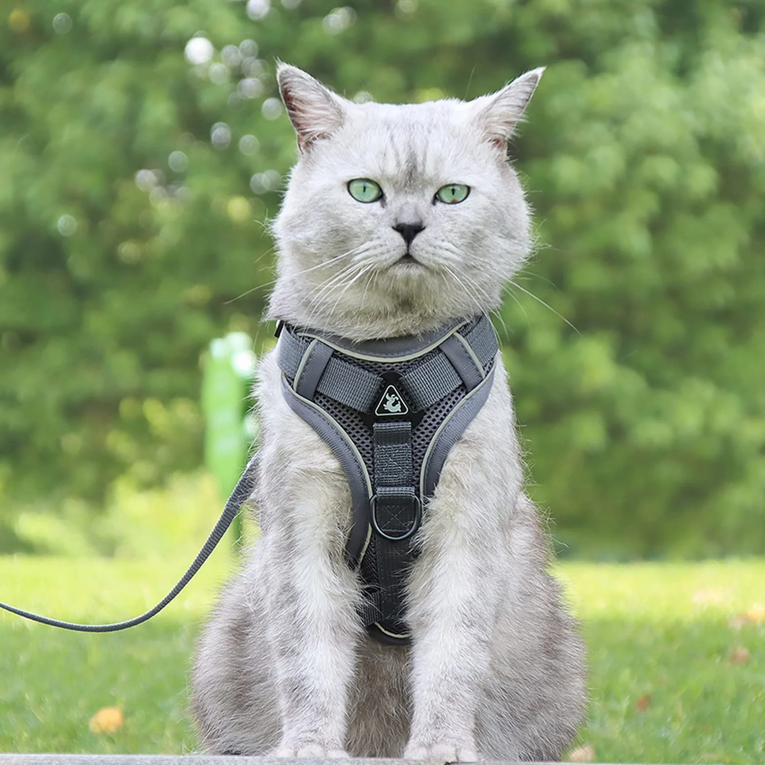 Harnais pour Chat avec Laisse Enrouleur 5m, Anti-éclatement, Réglable Filet Respirant pour Chaton Chiot (Gris, M)