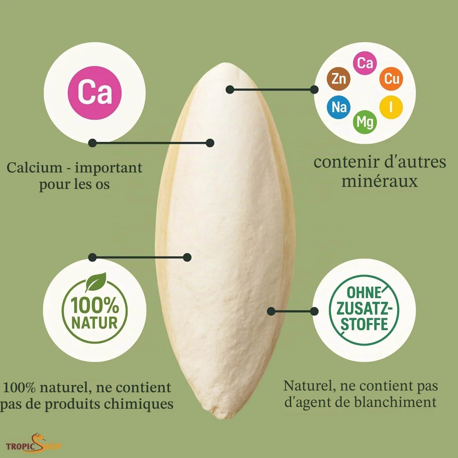 Sépia Rigide la Source Calcium Naturelle 6 – Lot de 10 pour Tortues, pogonas, Oiseaux