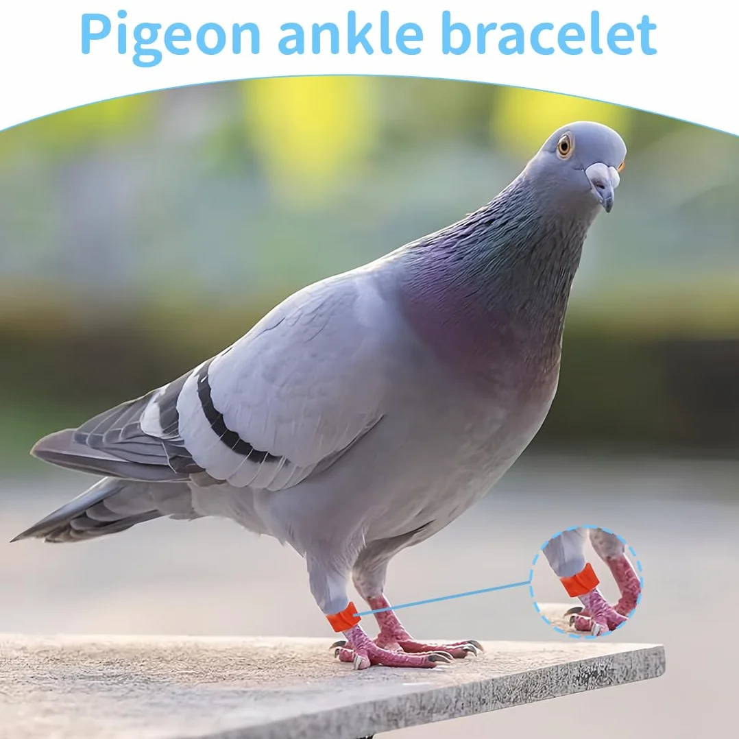 Bagues d'identification pour oiseaux 8mm JEYORZY 100 pièces pour calopsittes pigeons