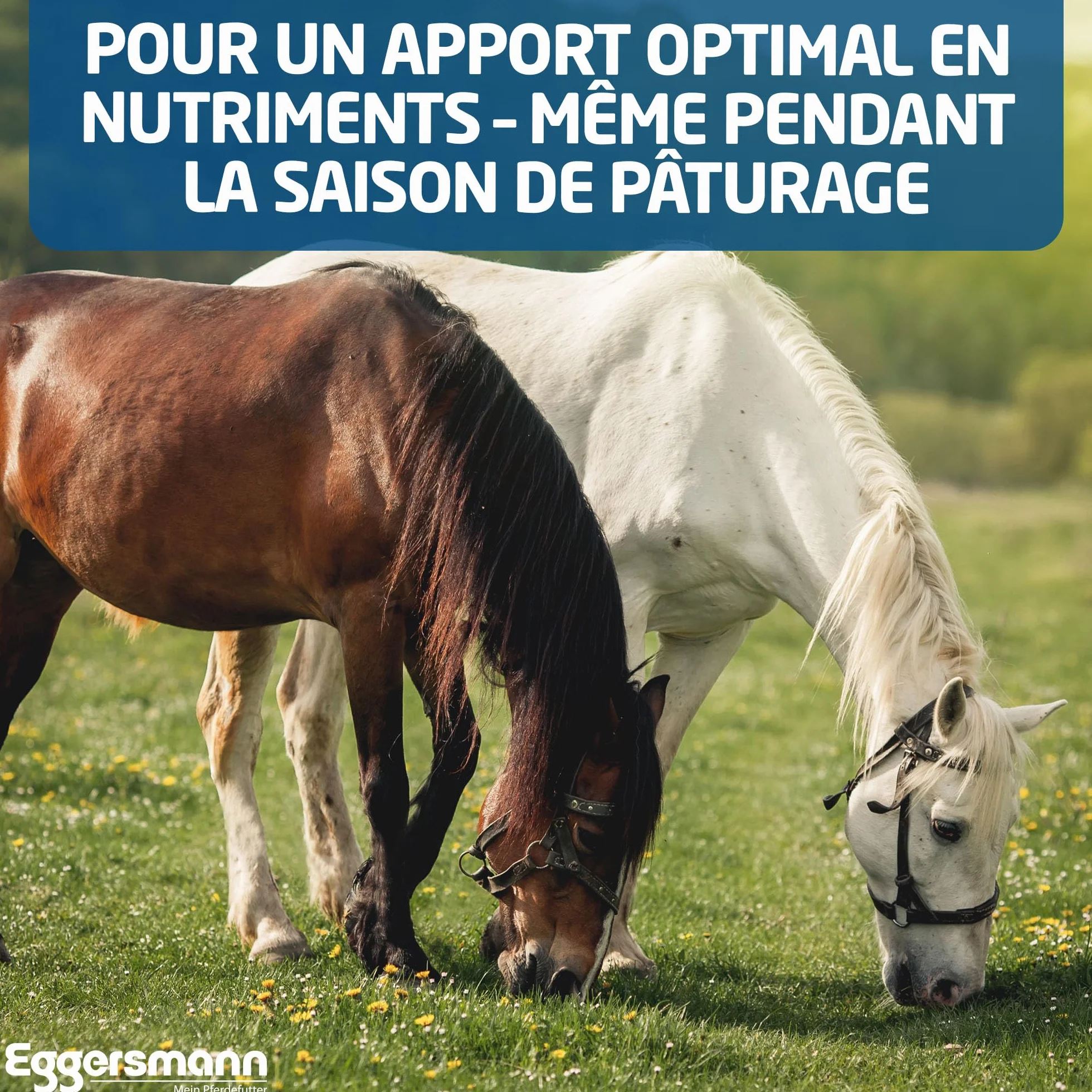 Eggersmann Mineral Bricks dla Koni 4 kg – Nourriture minérale pour Chevaux