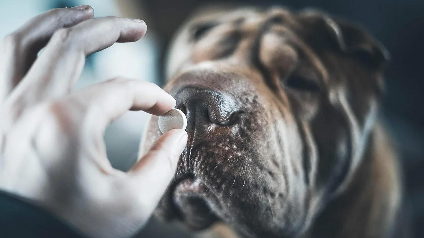 Vetocanis Aliment Complémentaire pour Chiens et Chats Bien-Être Intestinal 30 Comprimés