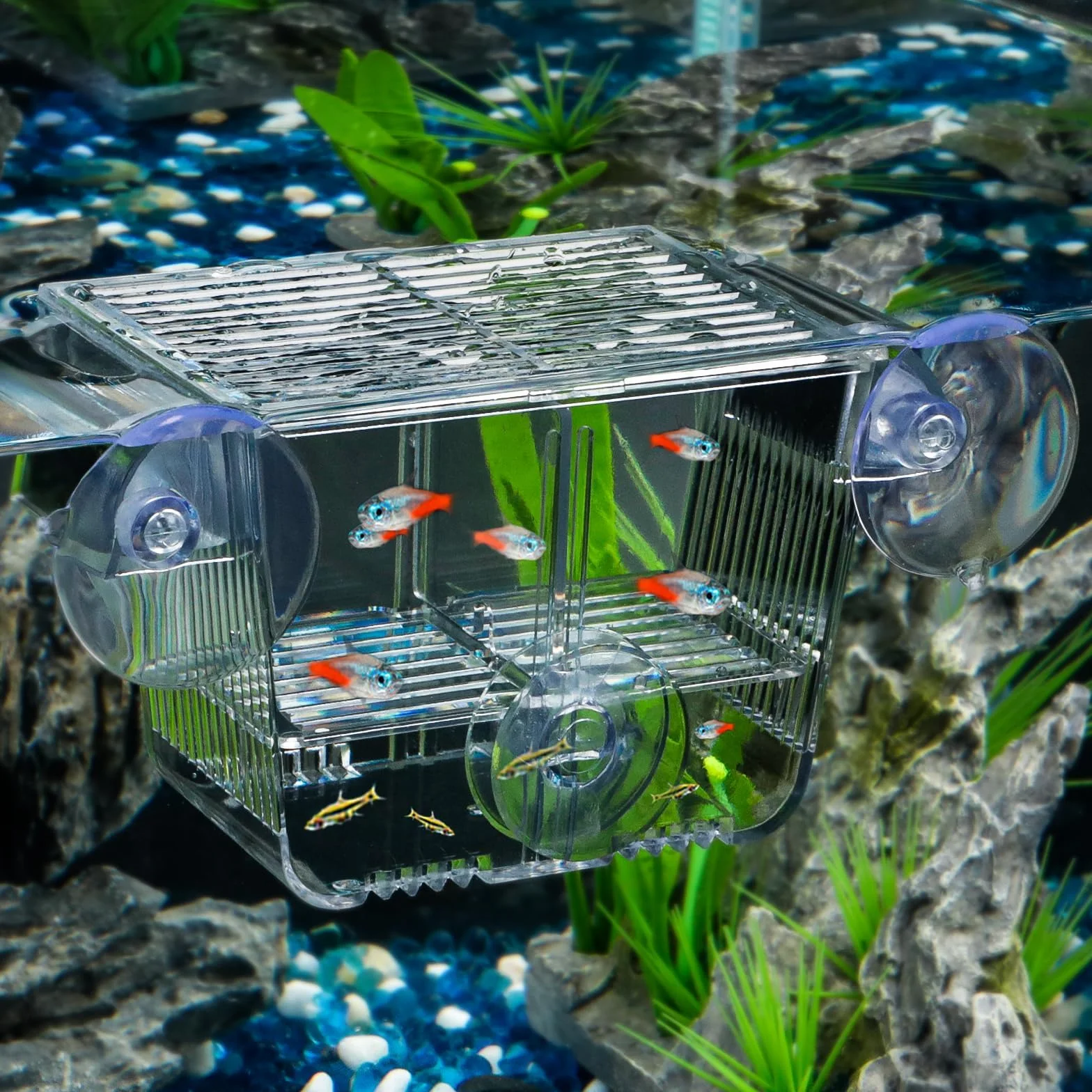 Pawfly Incubateur Aquarium Acrylique 6 Ventouses pour Poissons Betta, Crevette, Guppy, Platy