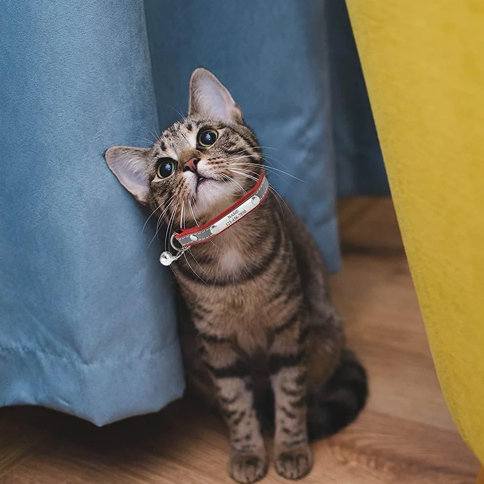 Collier Chat avec Gravure personnalisée, Clochette, Boucle sécurité Anti-étranglement, Bande réfléchissante