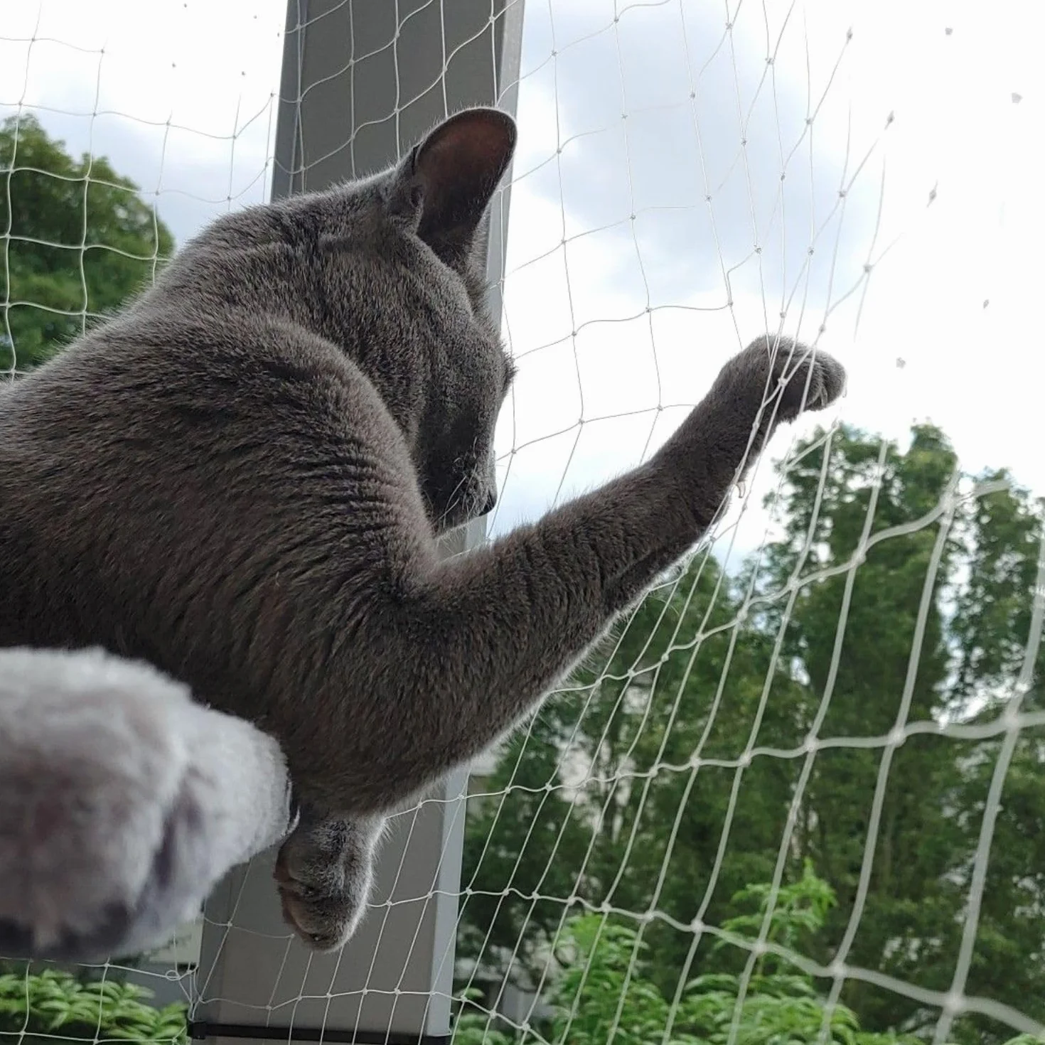 Filet pour Chat de Balcon 6x3m sans perçage Nylon Haute résistance Blanc