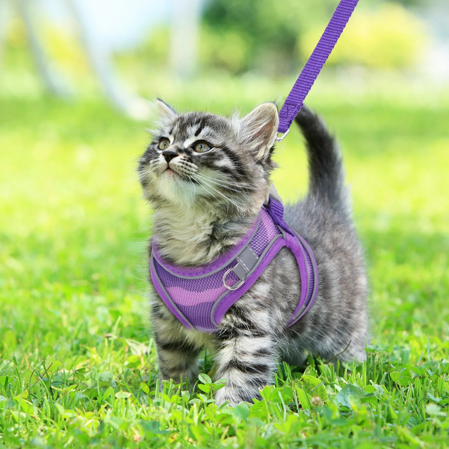 Brifit Harnais pour Chat Anti-Fugue Réglable avec Bande Réfléchissante & Maille Respirante, Pourpre, XXS