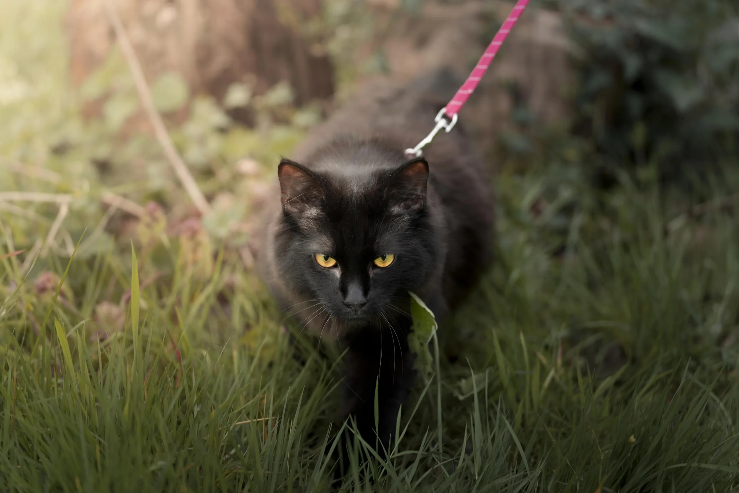 Harnais pour Chat Elza Noir 15-22cm 20-30cm Laisse 120cm Nylon réglable réfléchissant Mousqueton