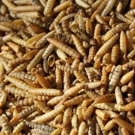Black Soldier Fly Larves de mouches soldats séchées Nourriture pour oiseaux, poissons, rongeurs et reptiles 5 kg