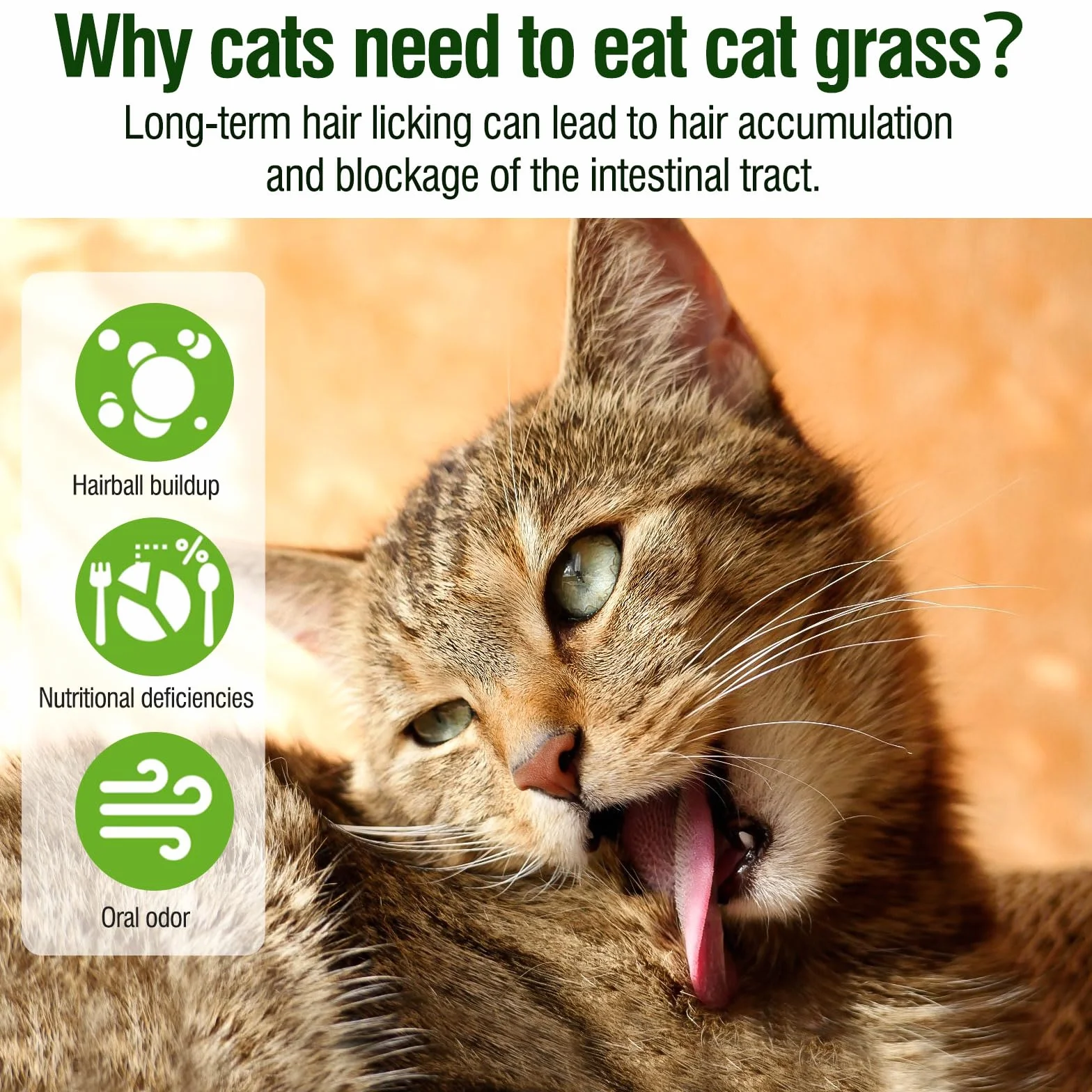 Bâton d'herbe à Chat Lyophilisé 225g, Friandises pour Chats, Nettoyage des Dents et Boules de Poils