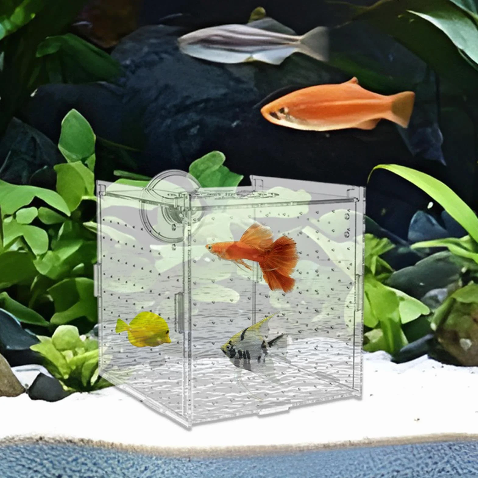 Bac de Reproduction pour Aquarium - Boîte de Reproduction pour Poissons avec Ventouses, Conteneur d'Élevage pour Œufs Nauplies Guppys Poissons Anges