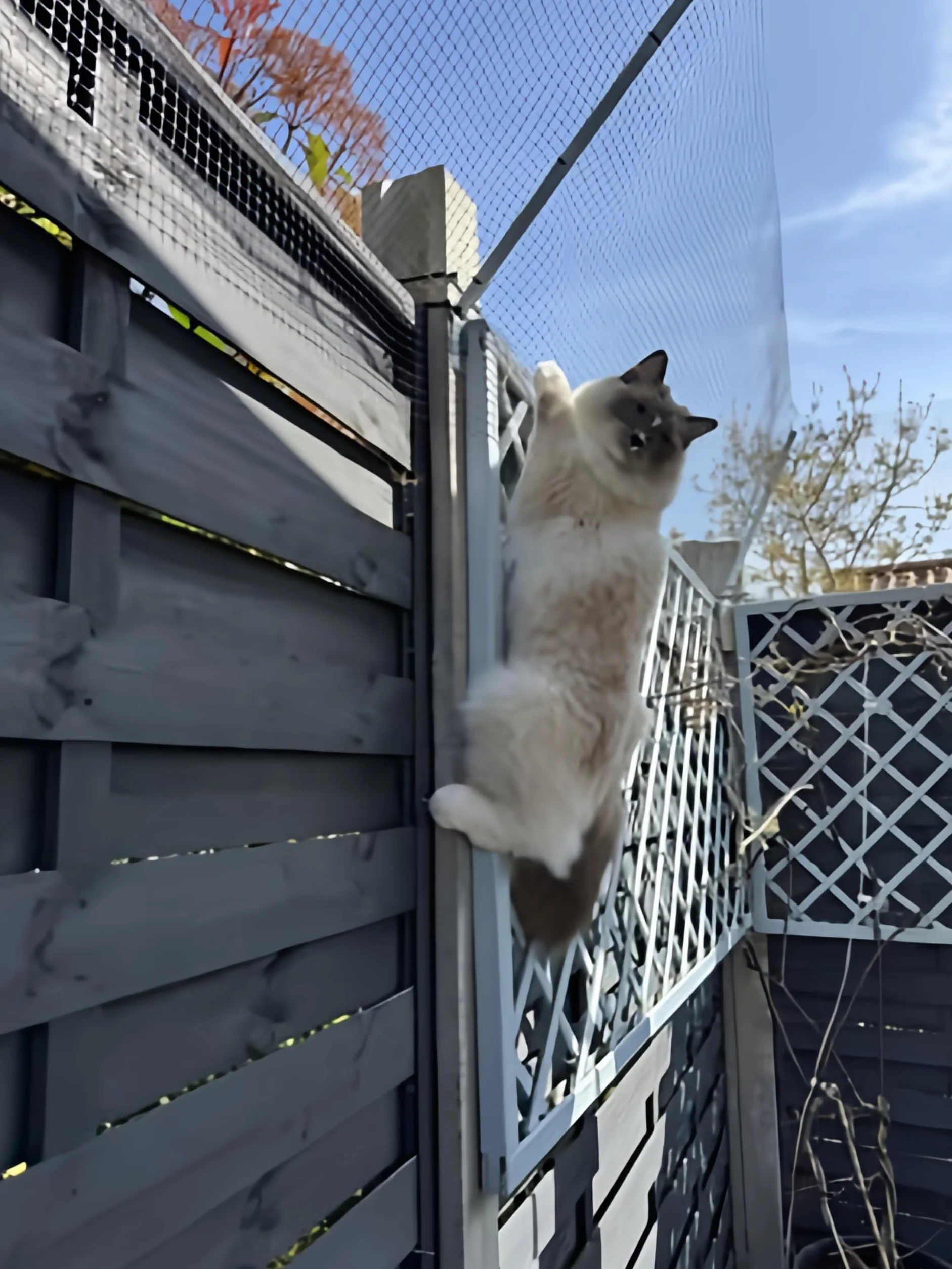 Barrière de clôture anti-escalade pour chats extérieure – Kit de sécurité en maille résistante aux intempéries