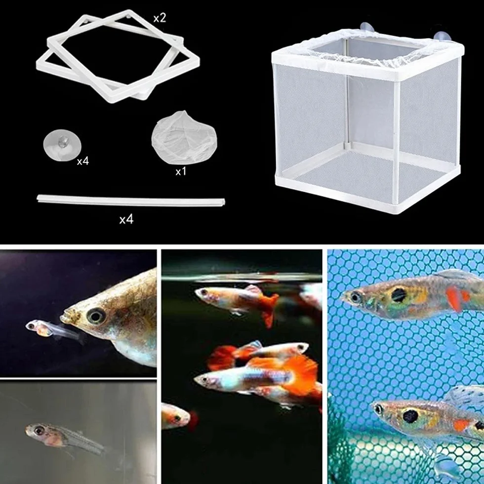 Rayong Couveuse Aquarium Boîte D'élevage de Poissons Flottante Incubateur