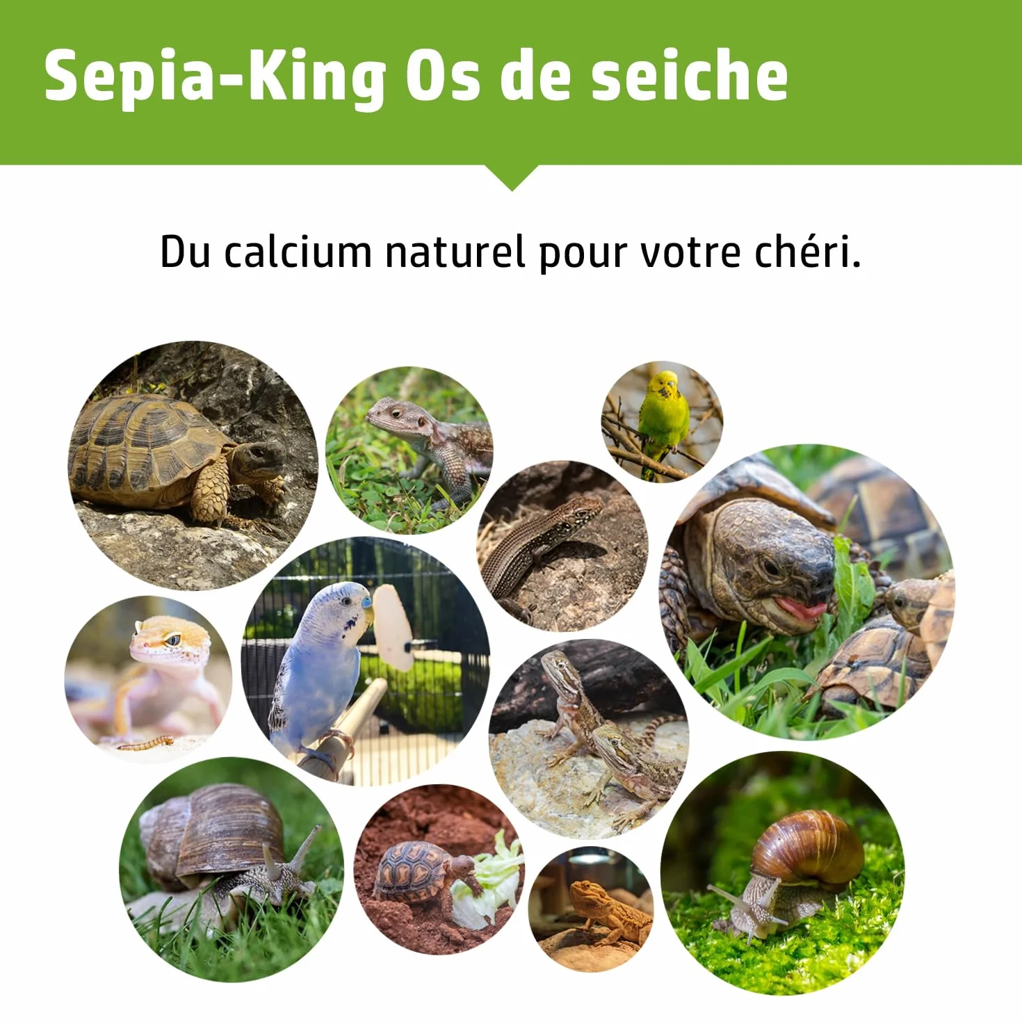 Sepia-King Os de seiche Naturel 10-15cm Calcium Minéraux Nourriture Tortue Reptile Oiseau