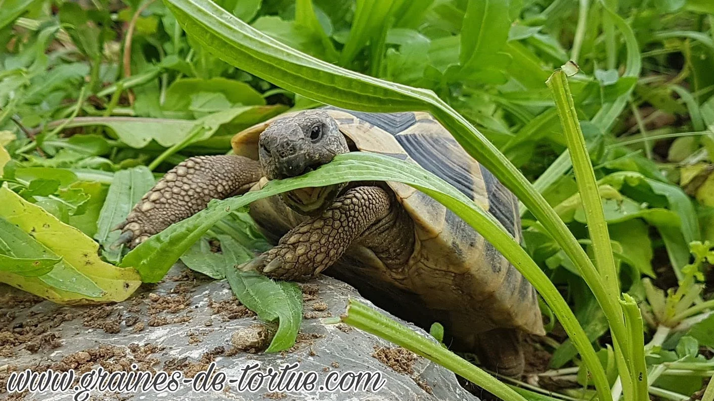 TESTUMIX Mélange de graines à semer pour Tortues, Reptiles, Lapins, Poules, Abeilles 70g