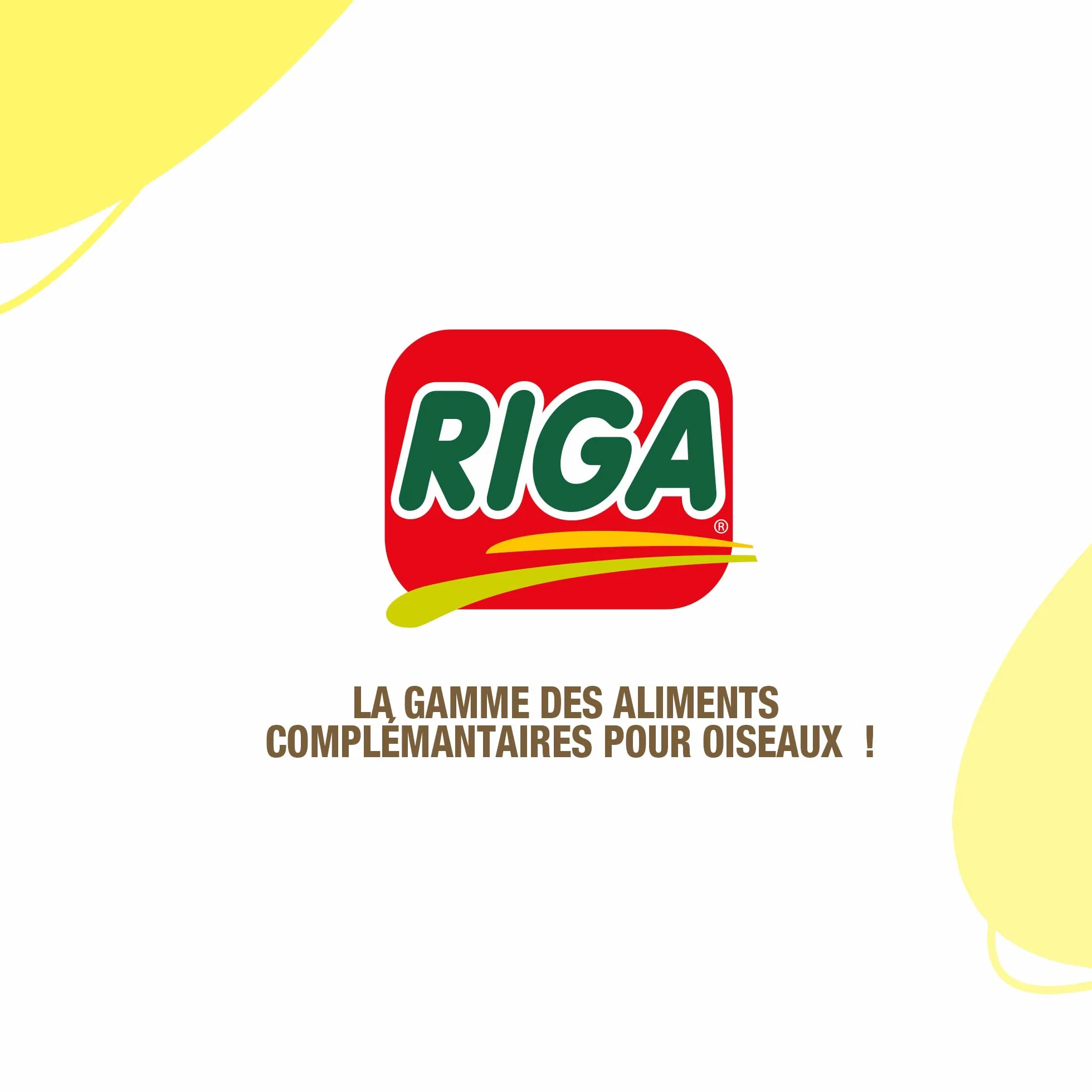 Riga Pâtée d'Élevage pour Oisillons Aliment Complémentaire aux Oeufs Céréales Miel Graines Protéines Végétales Reproduction 500 g